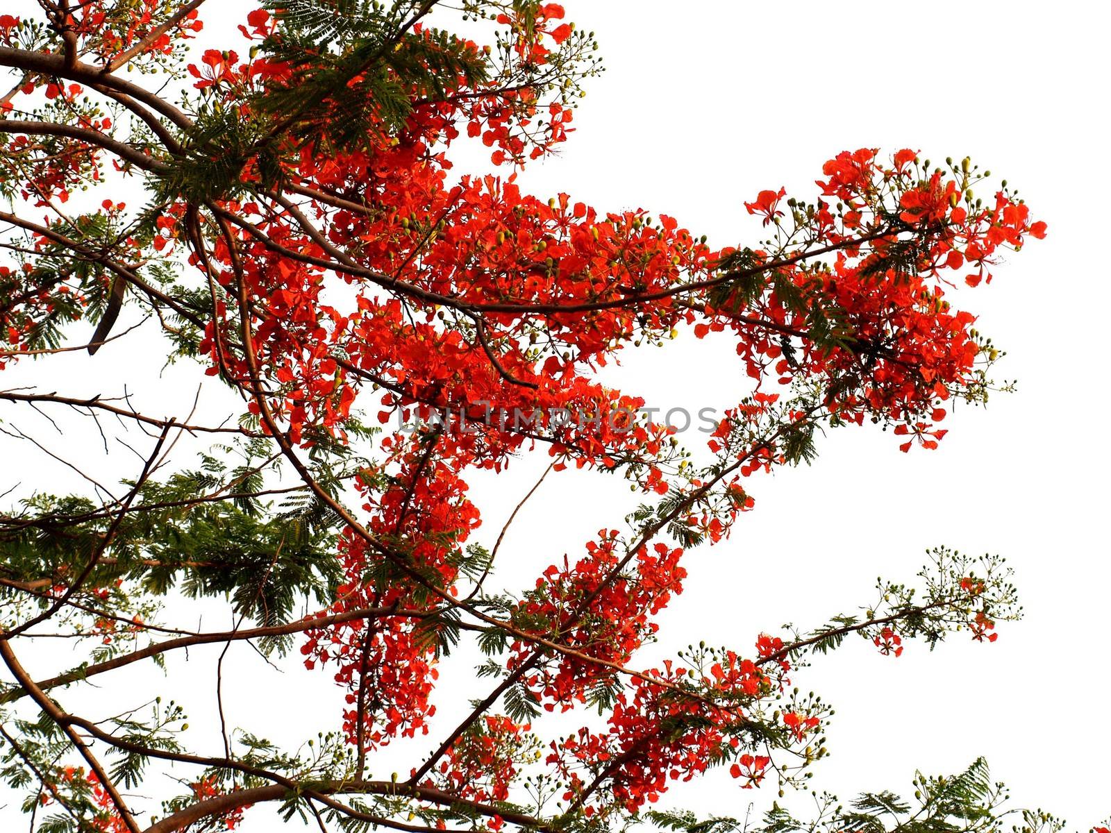 the Selection of Various Colorful  Flower in nature