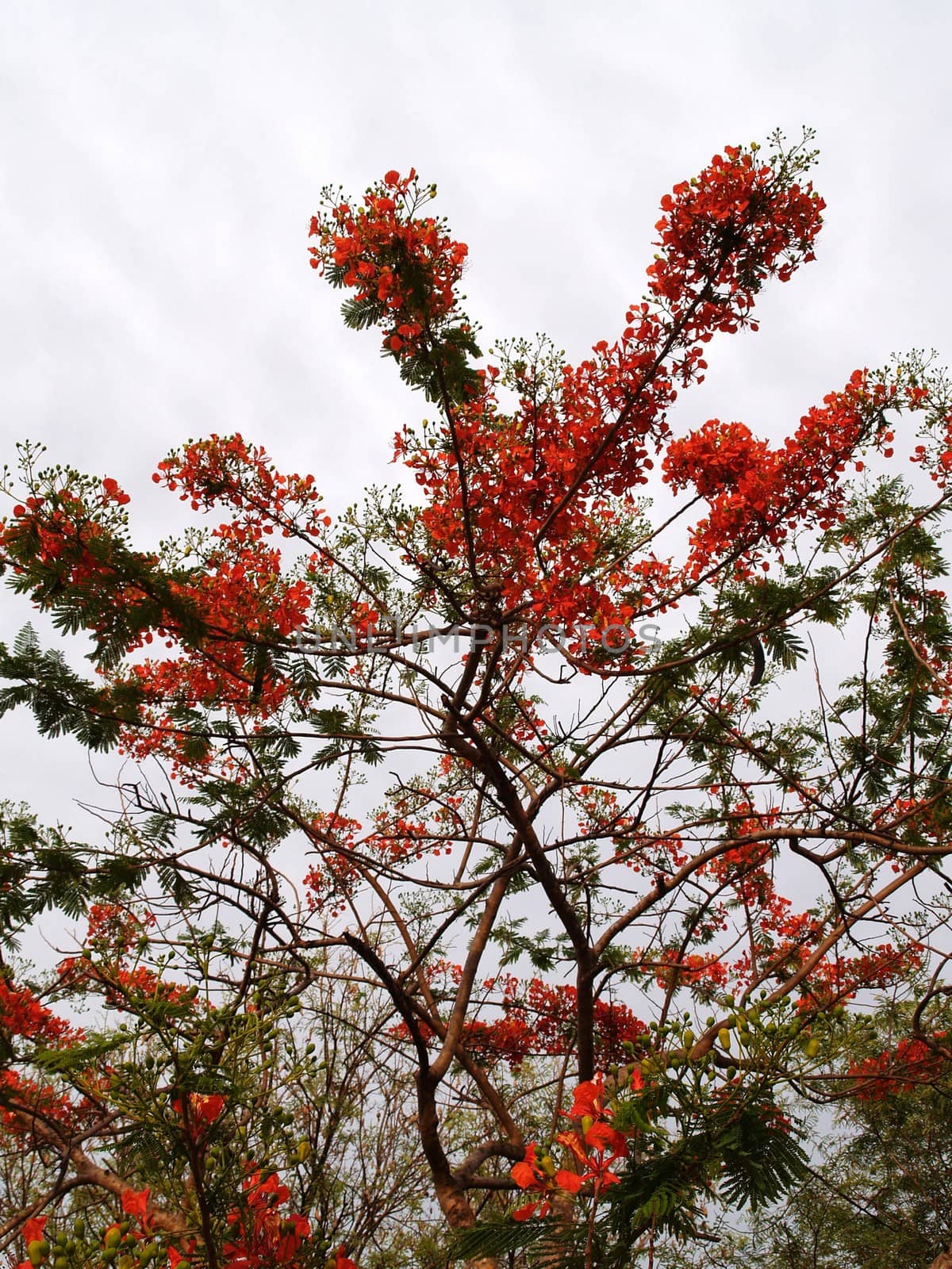 the Selection of Various Colorful  Flower in nature