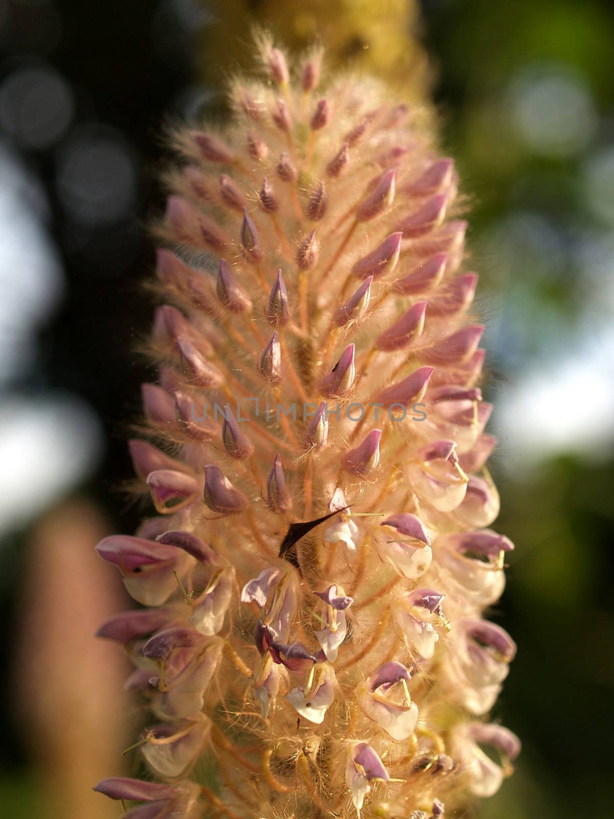 the Selection of Various Colorful  Flower in nature