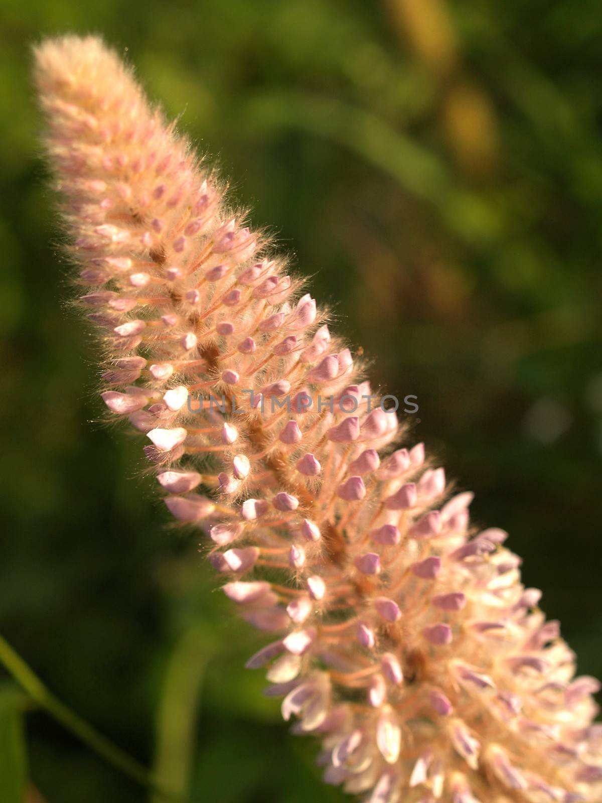 the Selection of Various Colorful  Flower in nature