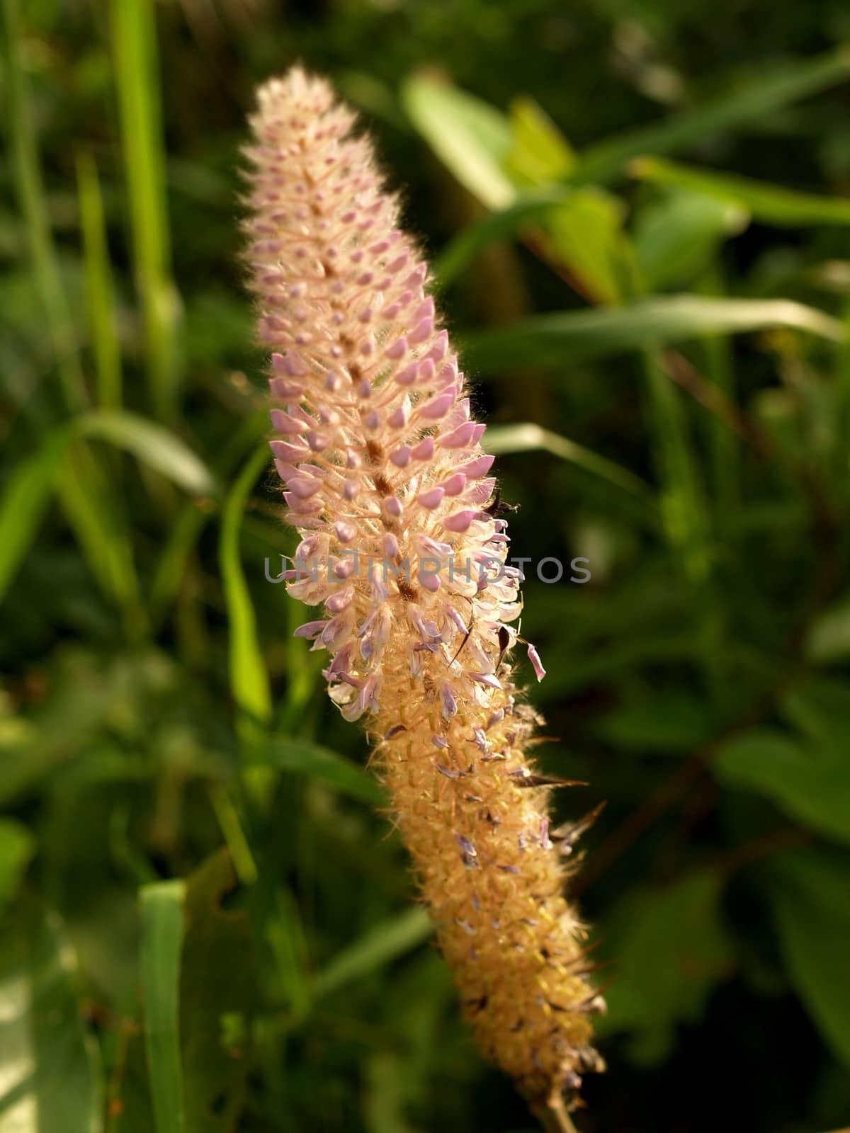 the Selection of Various Colorful  Flower in nature