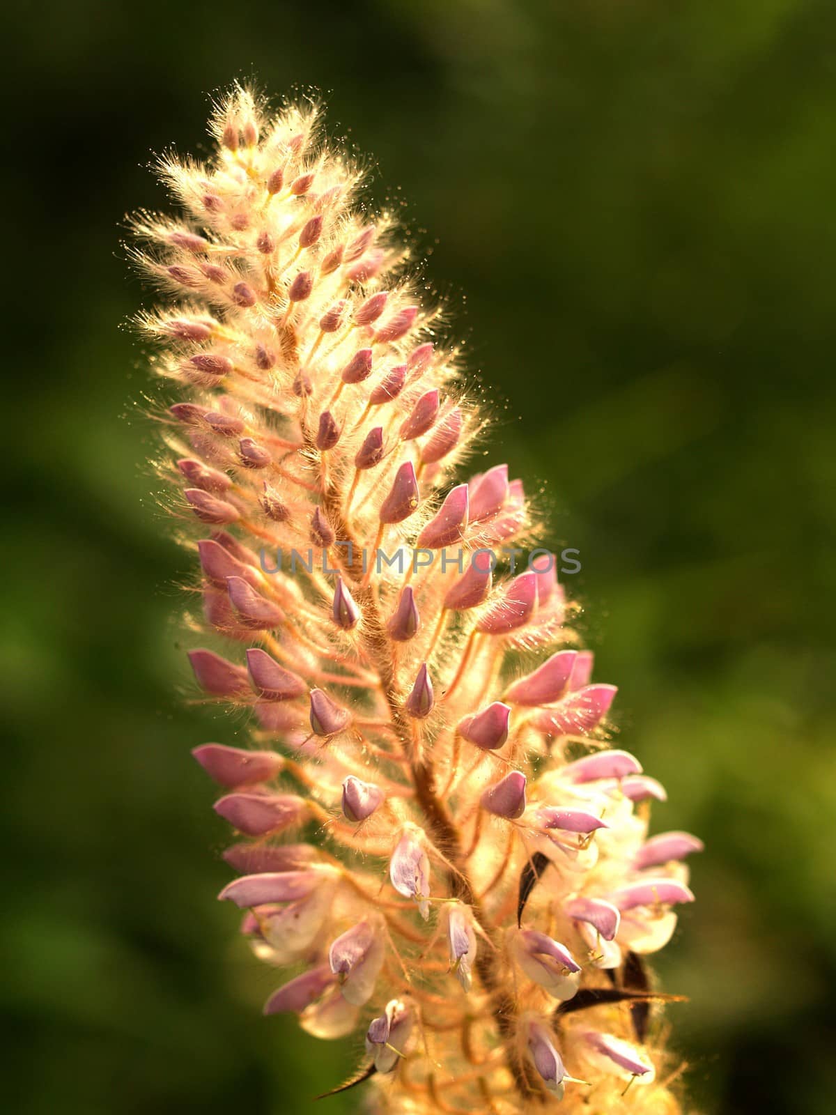 the Selection of Various Colorful  Flower in nature by kiddaikiddee