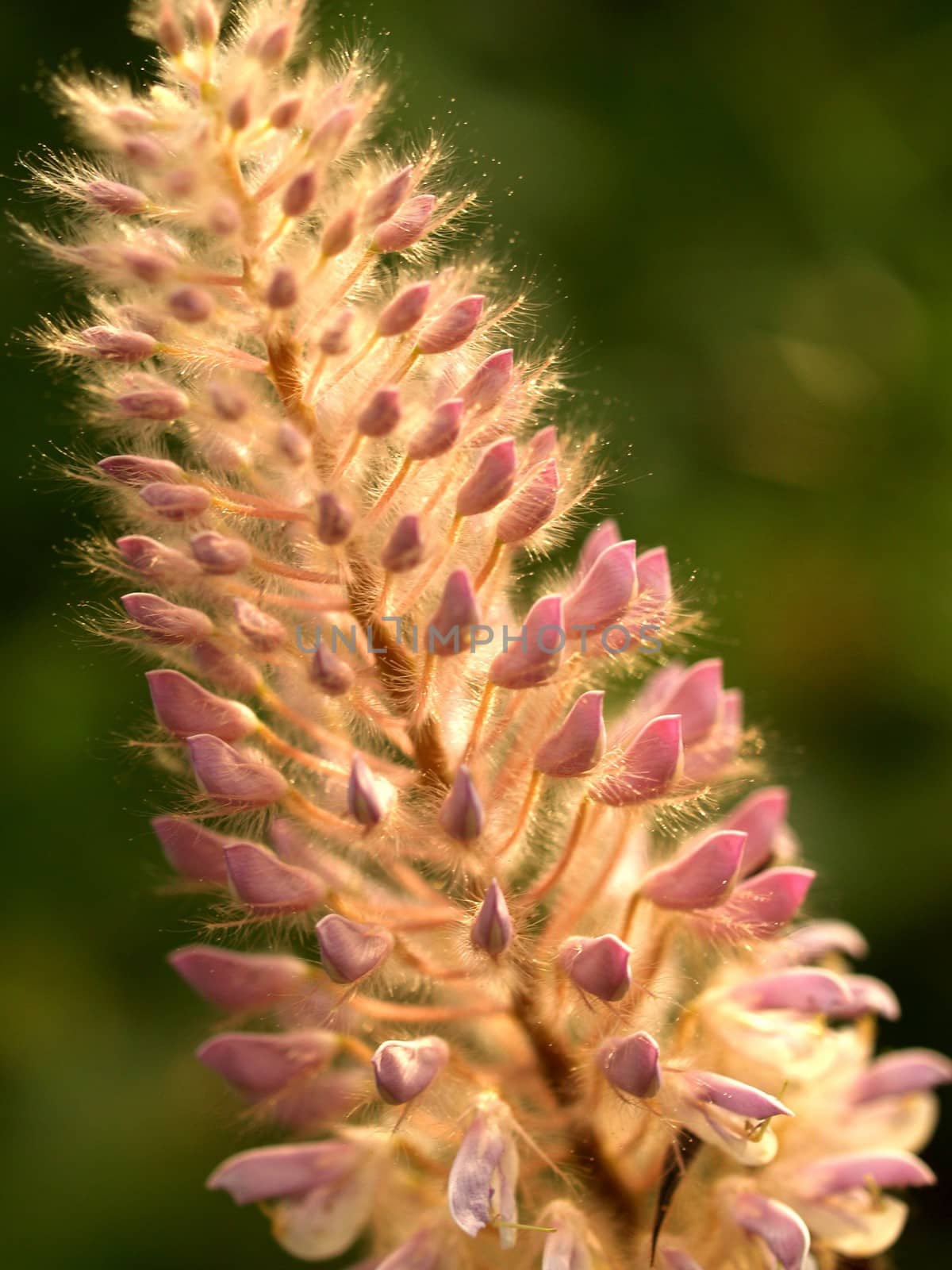 the Selection of Various Colorful  Flower in nature