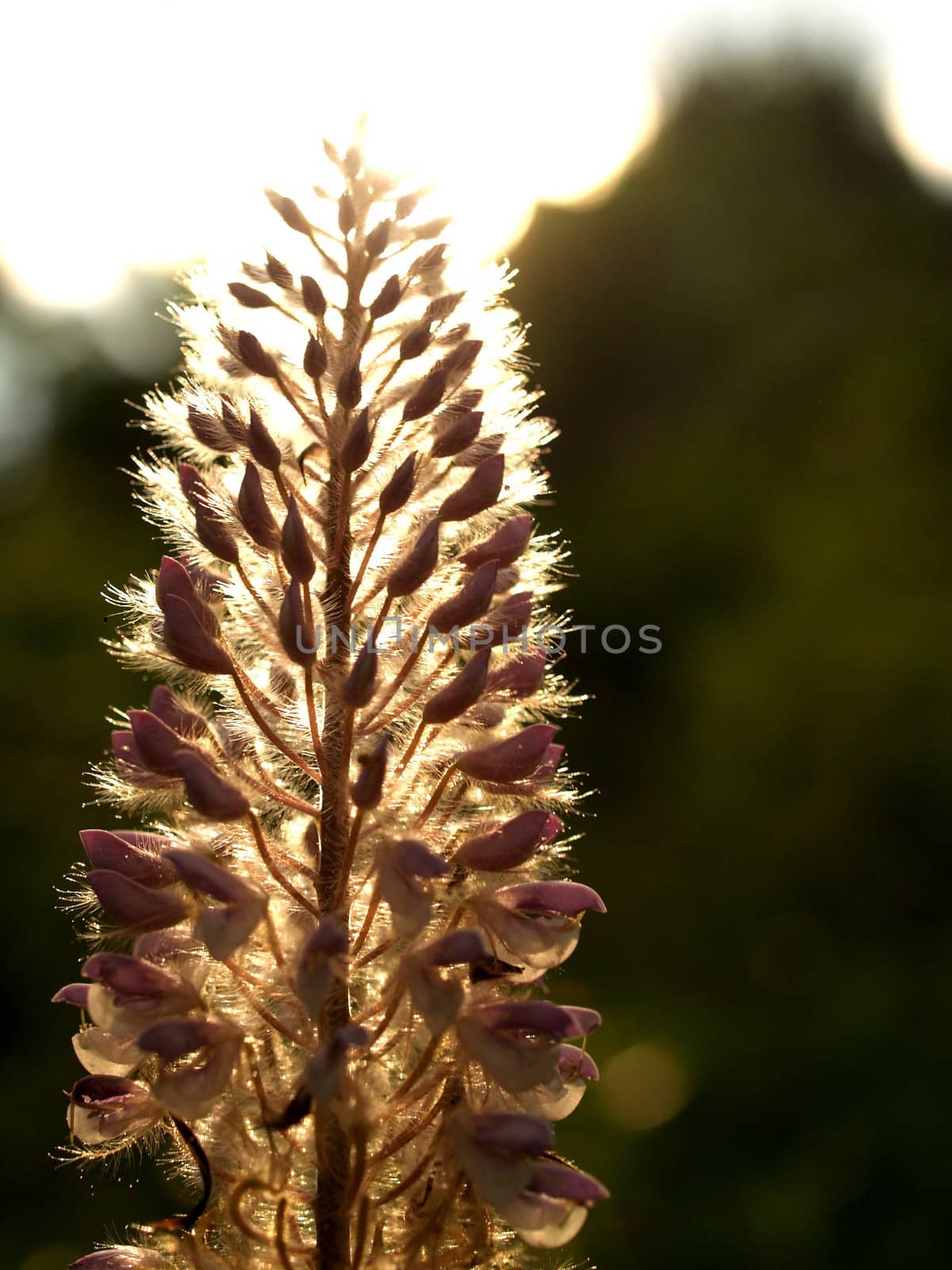 the Selection of Various Colorful  Flower in nature