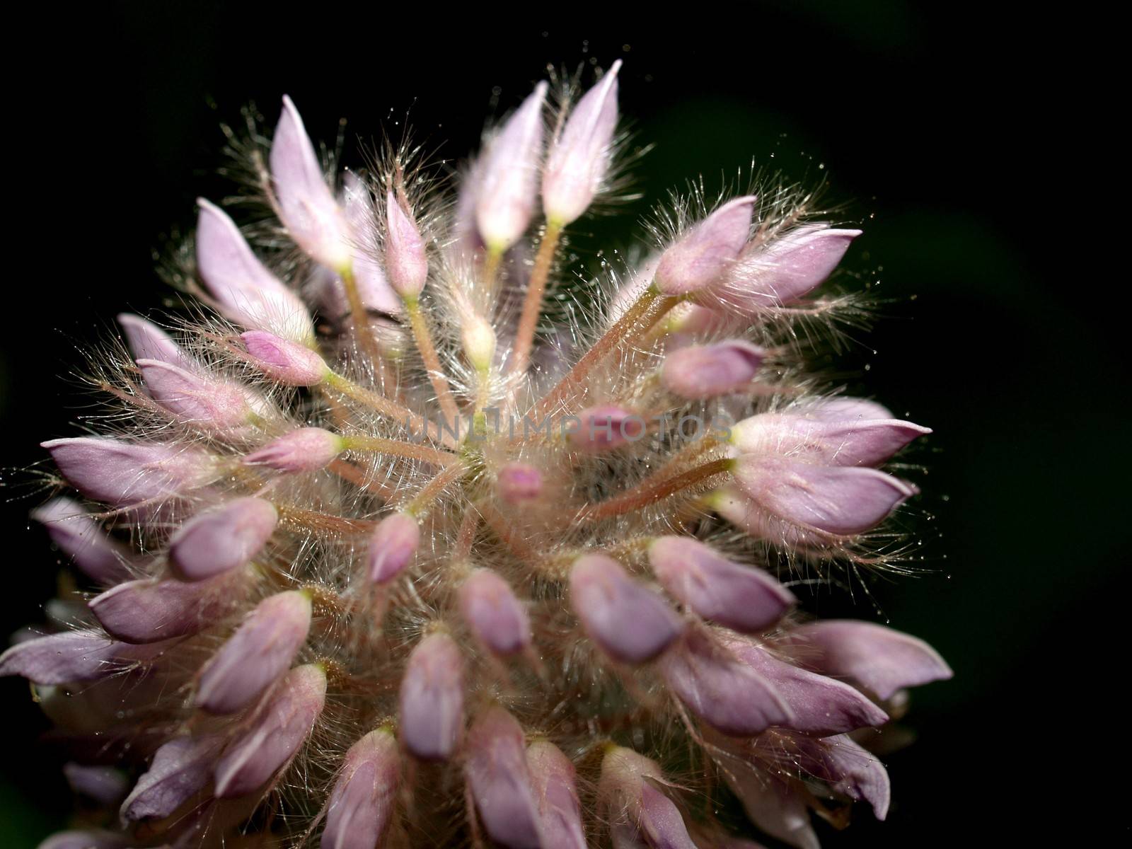 the Selection of Various Colorful  Flower in nature