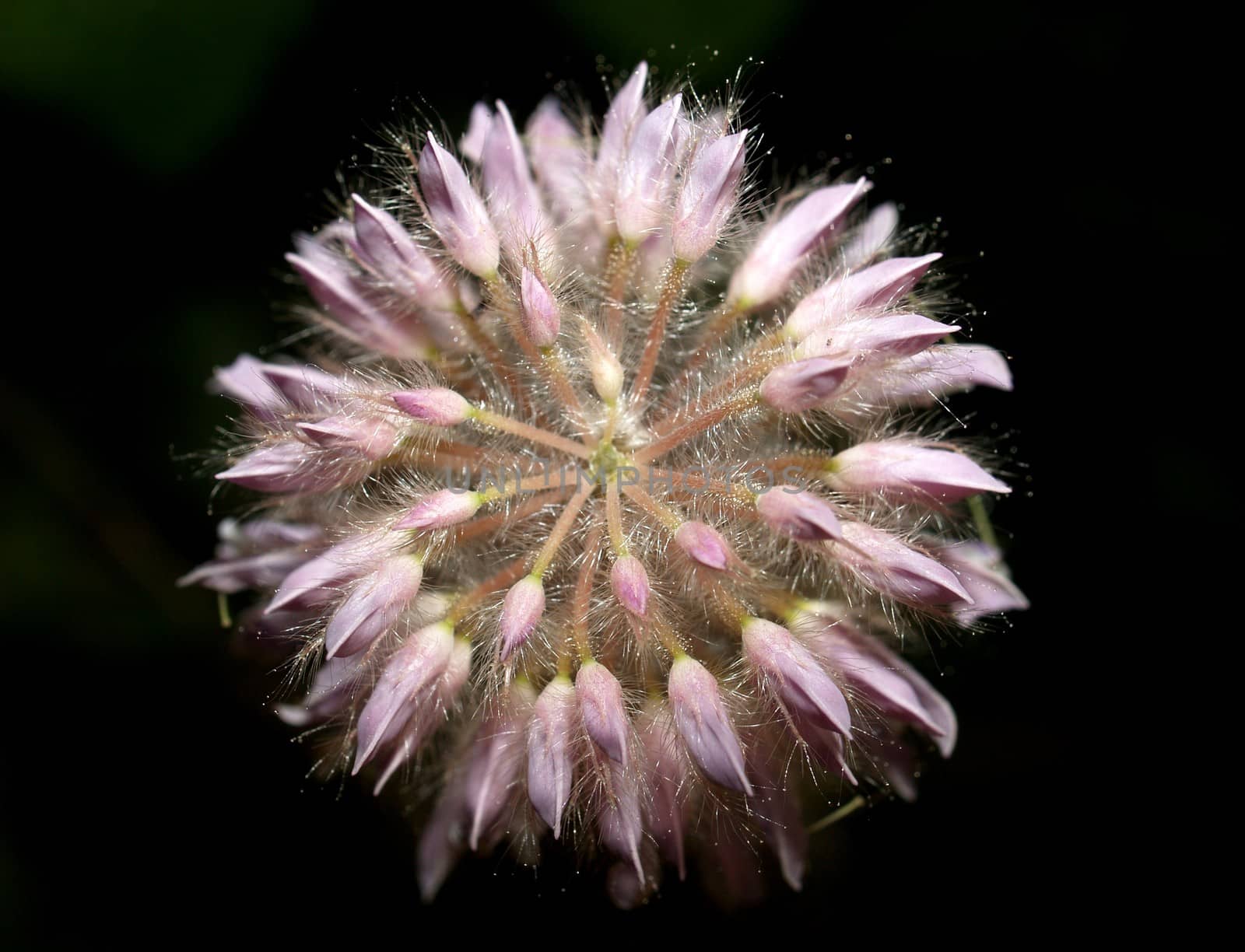 the Selection of Various Colorful  Flower in nature by kiddaikiddee