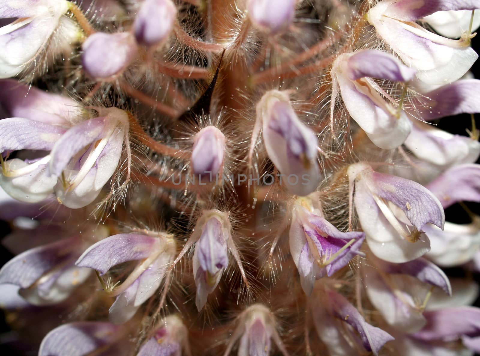 the Selection of Various Colorful  Flower in nature by kiddaikiddee