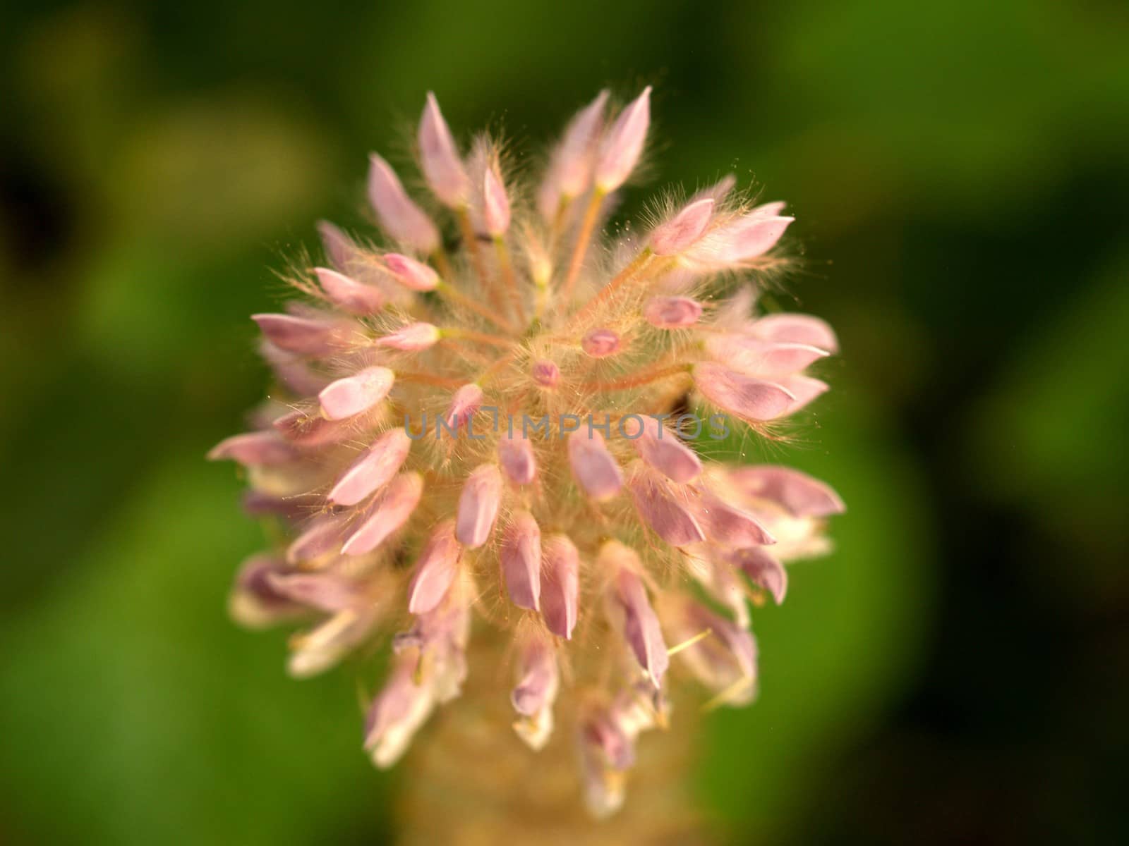 the Selection of Various Colorful  Flower in nature