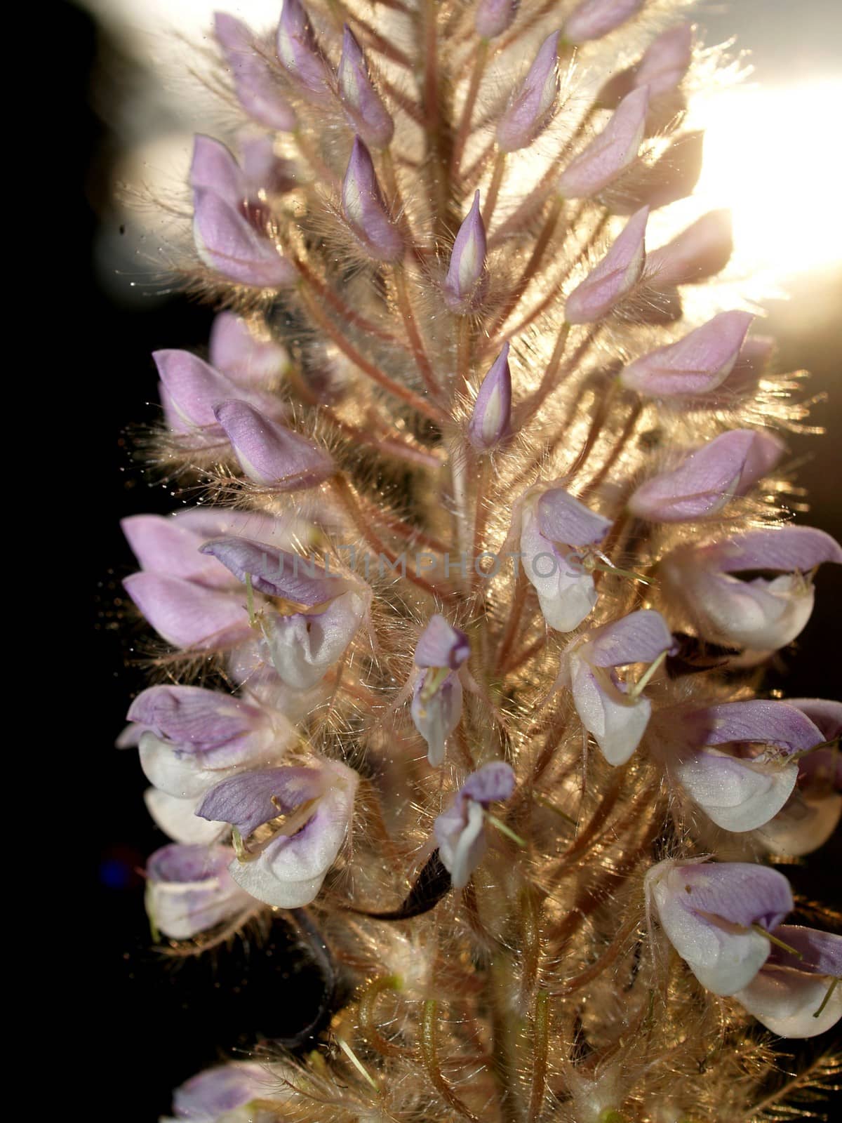 the Selection of Various Colorful  Flower in nature