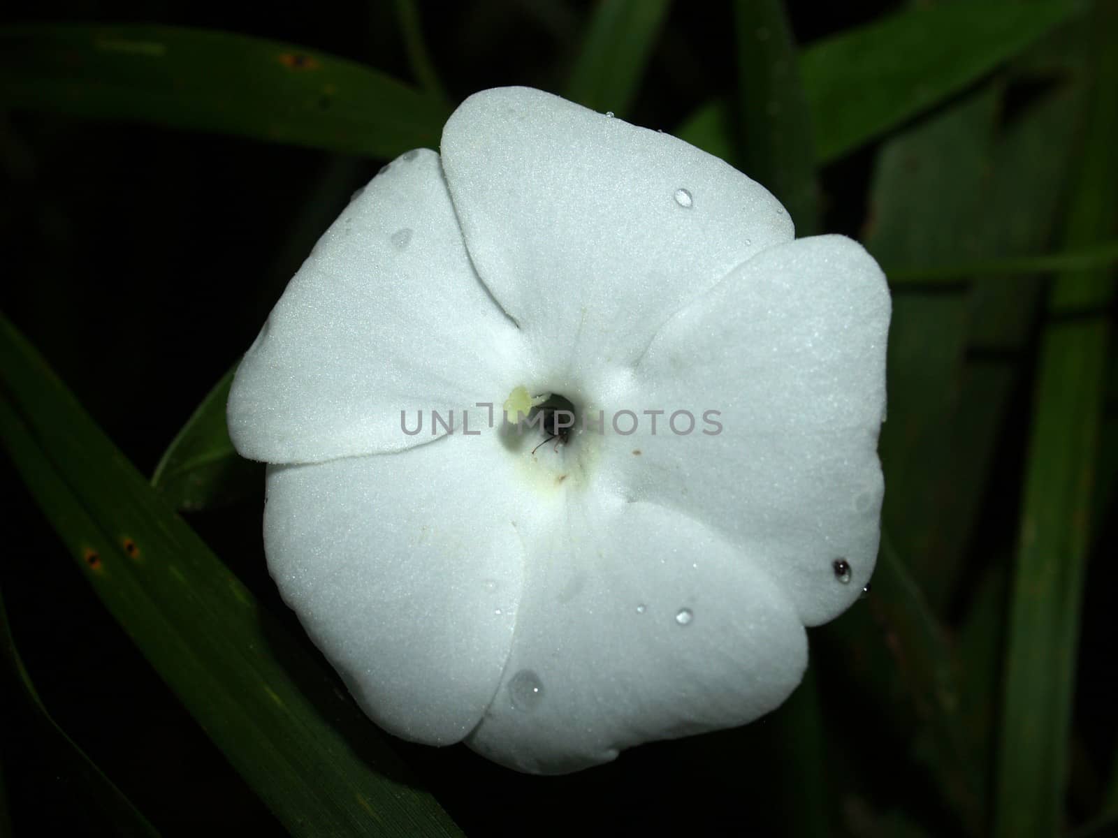 the Selection of Various Colorful  Flower in nature