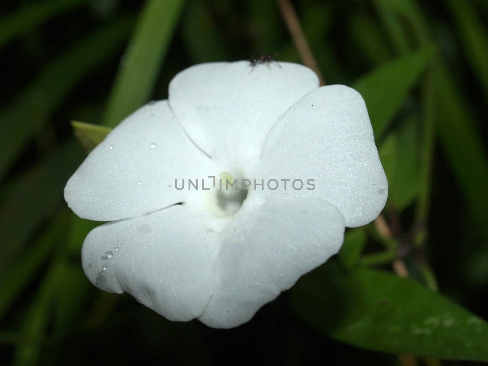 the Selection of Various Colorful  Flower in nature