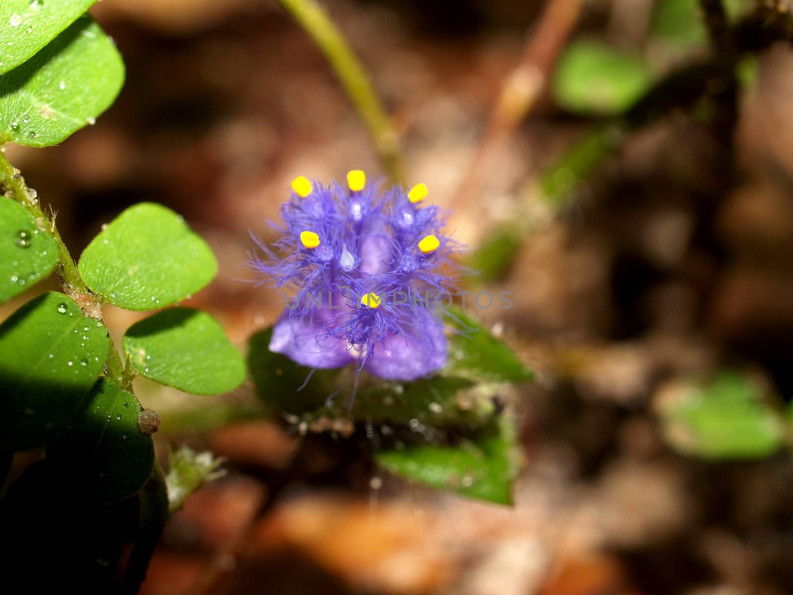 the Selection of Various Colorful  Flower in nature