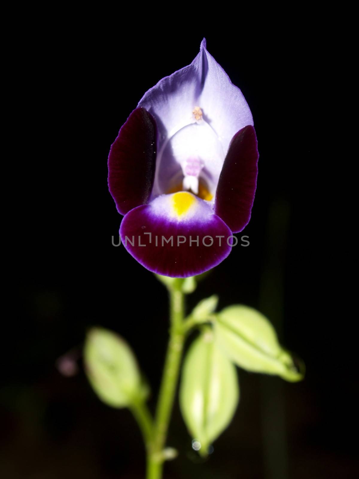 the Selection of Various Colorful  Flower in nature