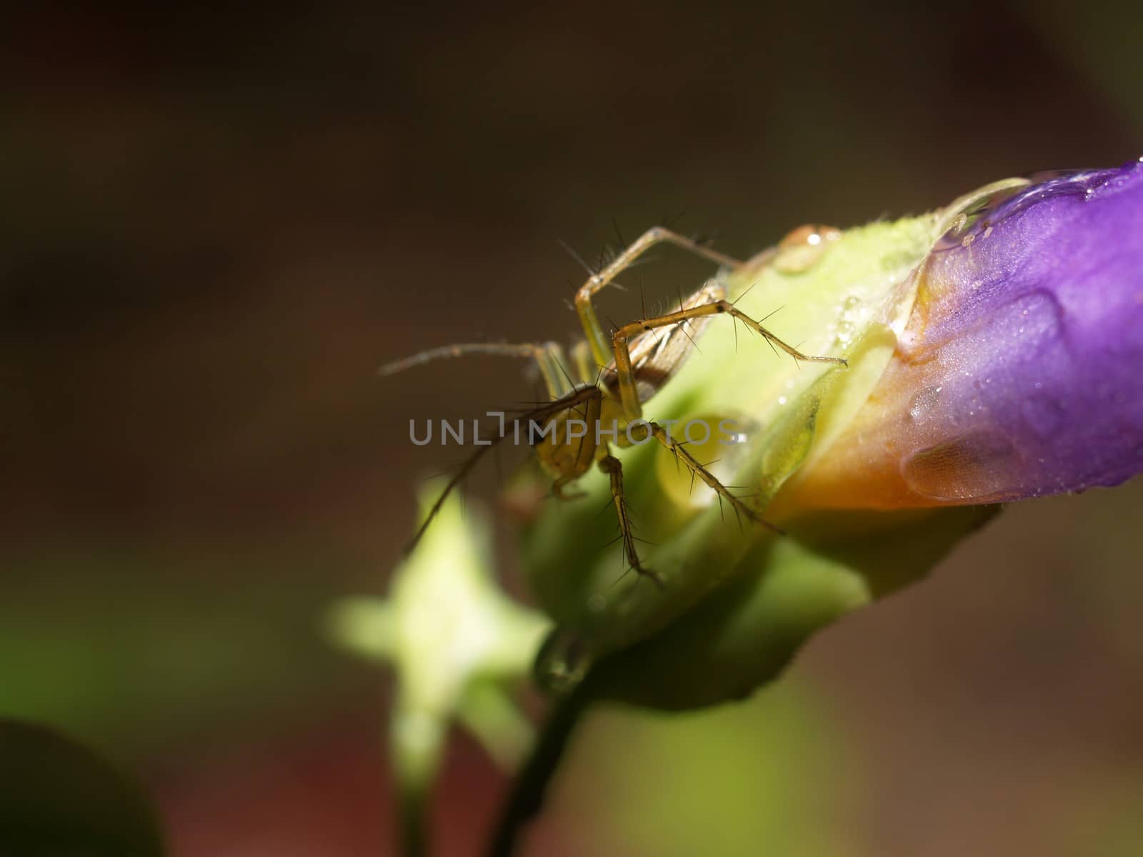 the Selection of Various Colorful  Flower in nature by kiddaikiddee