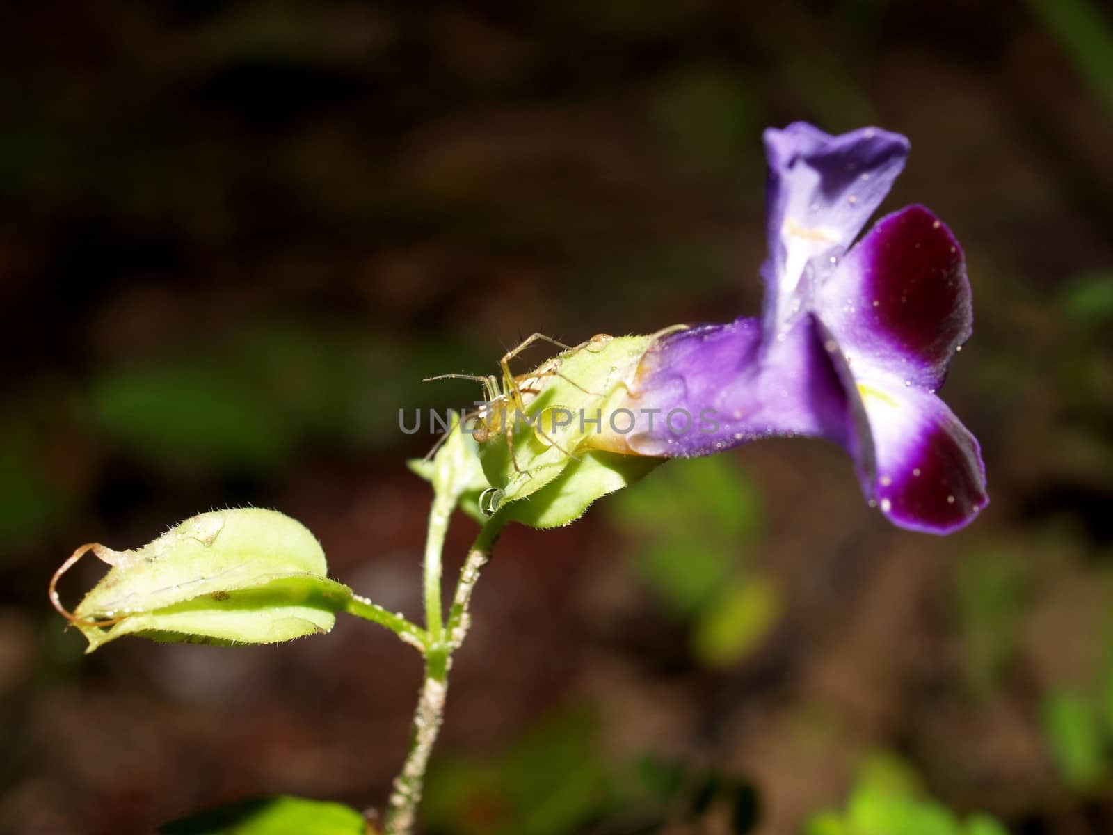 the Selection of Various Colorful  Flower in nature