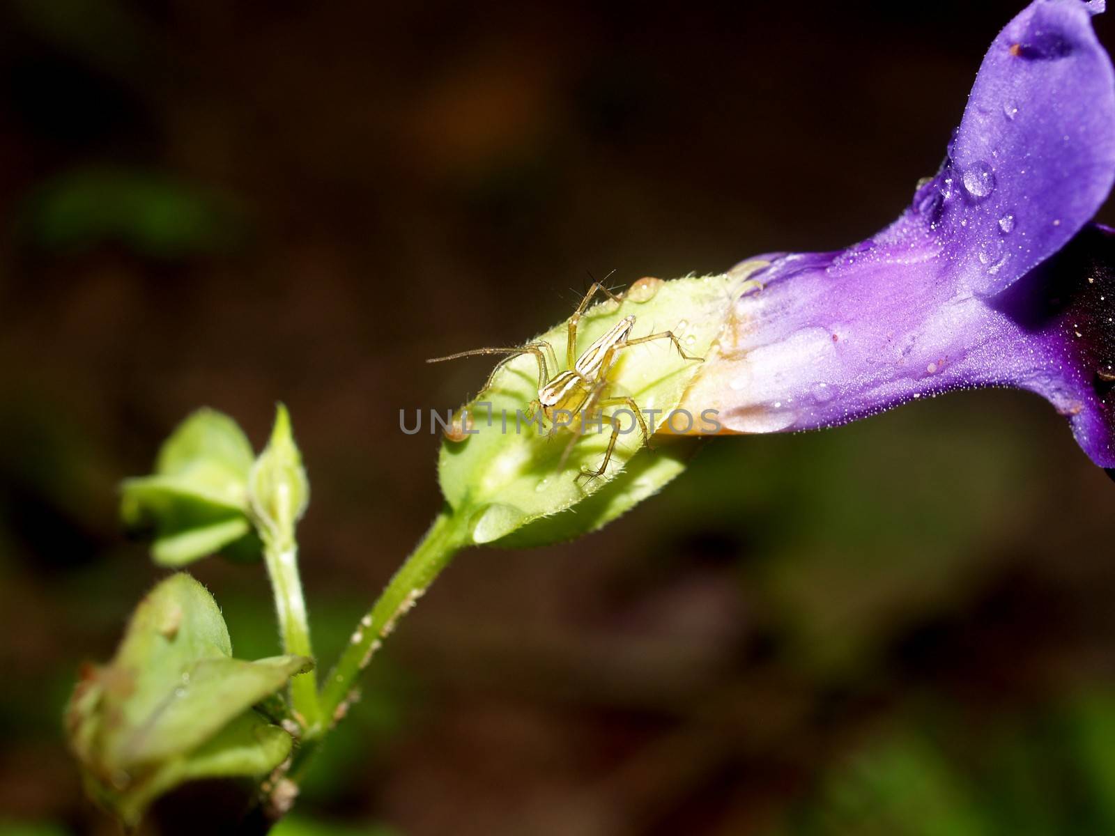 the Selection of Various Colorful  Flower in nature