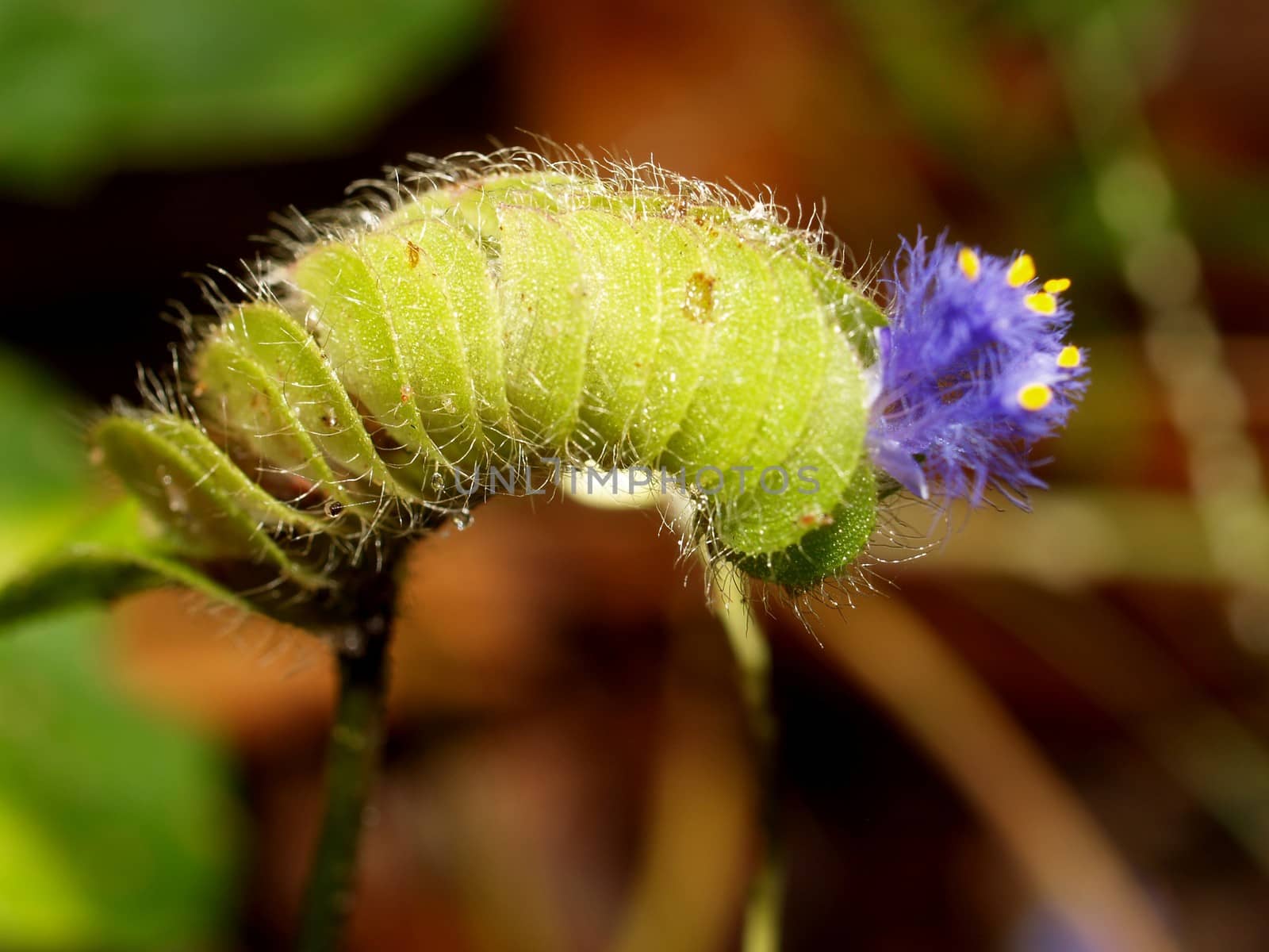 the Selection of Various Colorful  Flower in nature