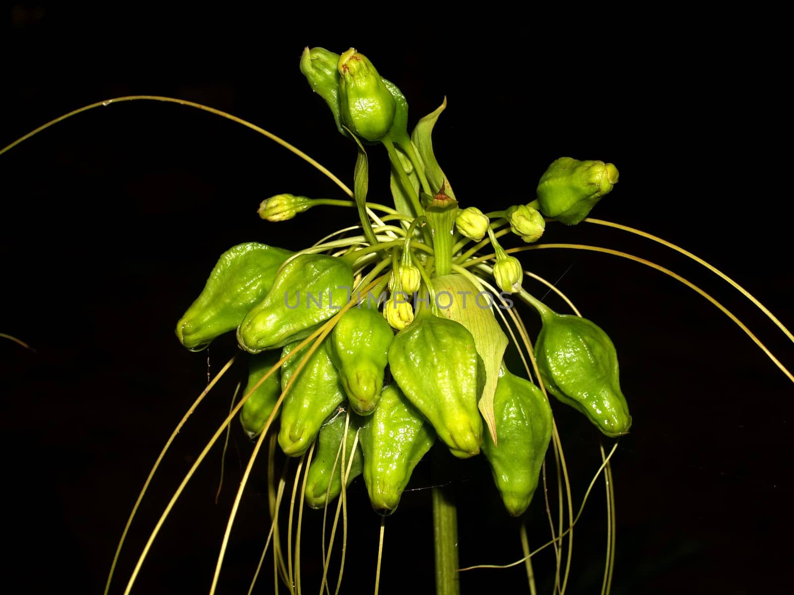 the Selection of Various Colorful  Flower in nature