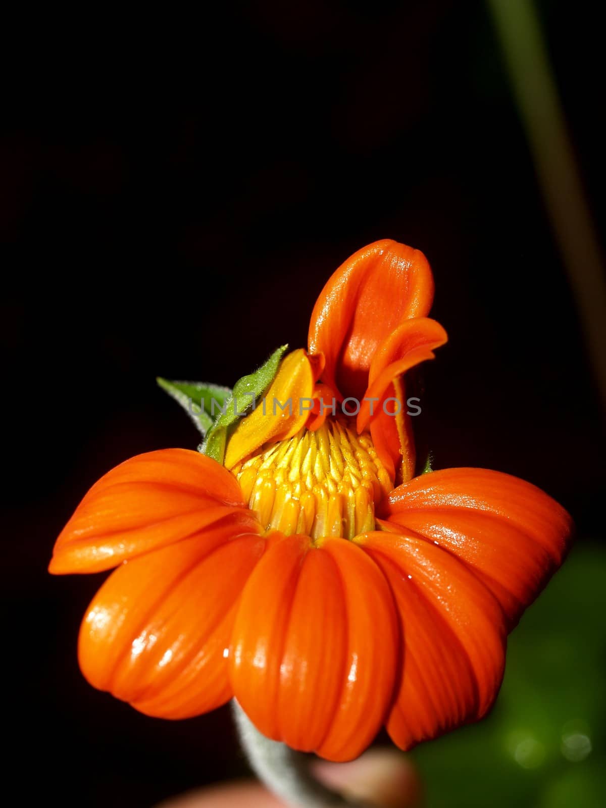 the Selection of Various Colorful  Flower in nature