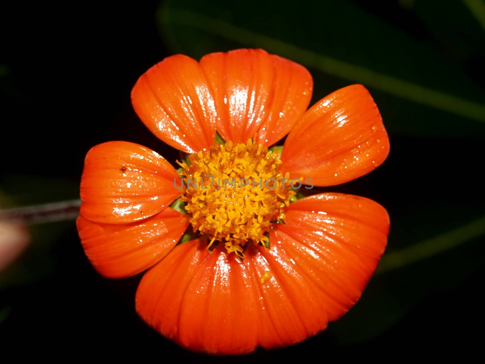 the Selection of Various Colorful  Flower in nature