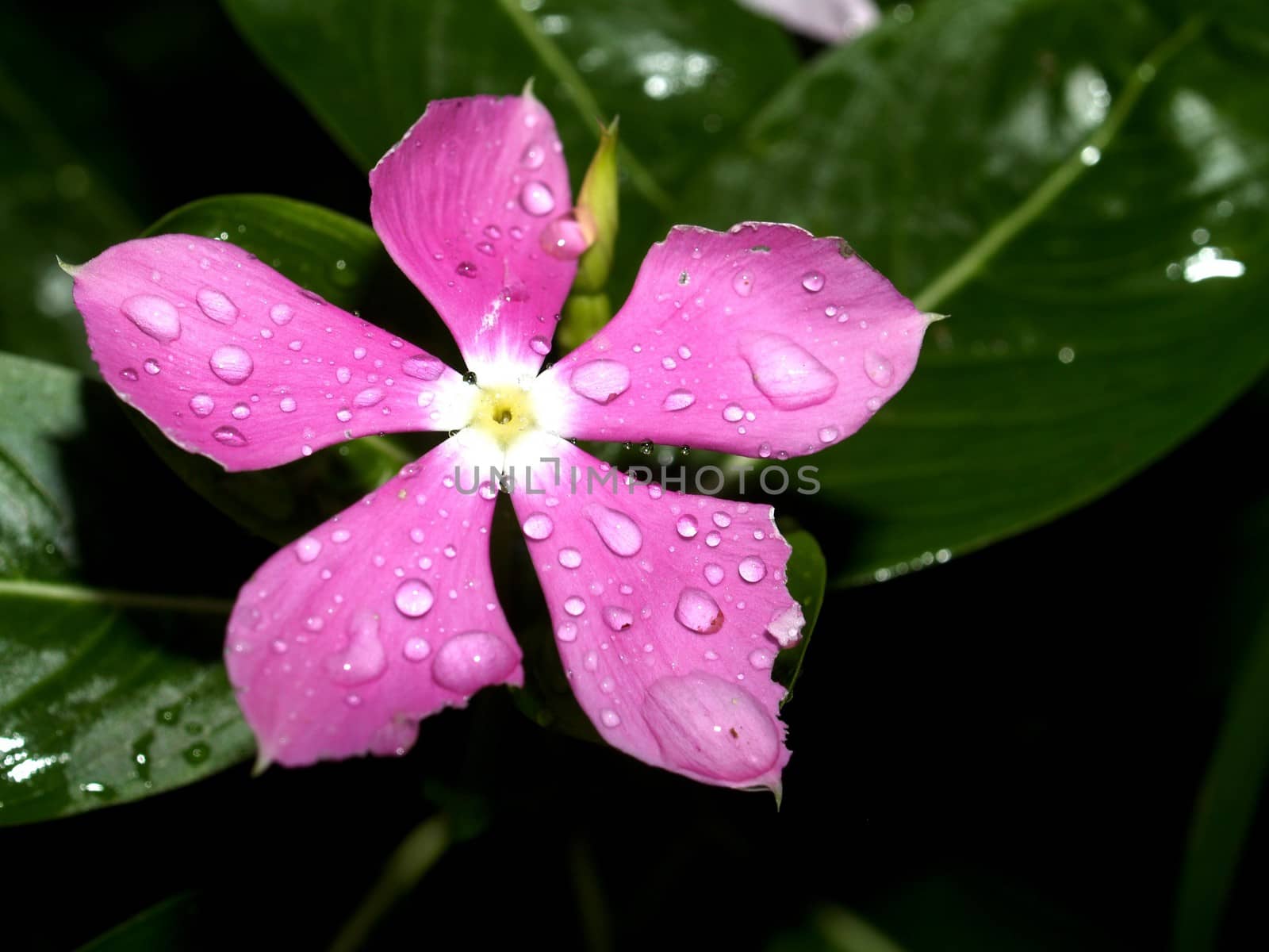 the Selection of Various Colorful  Flower in nature by kiddaikiddee