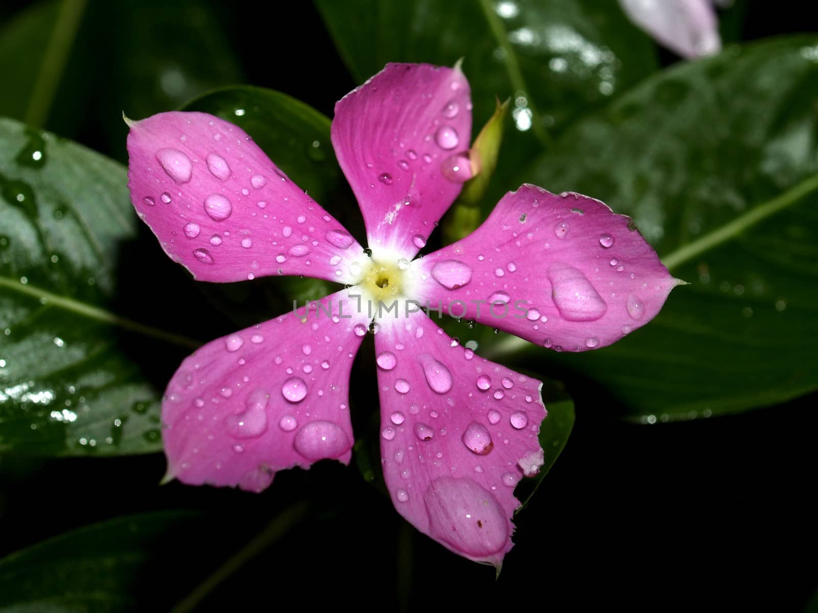 the Selection of Various Colorful  Flower in nature