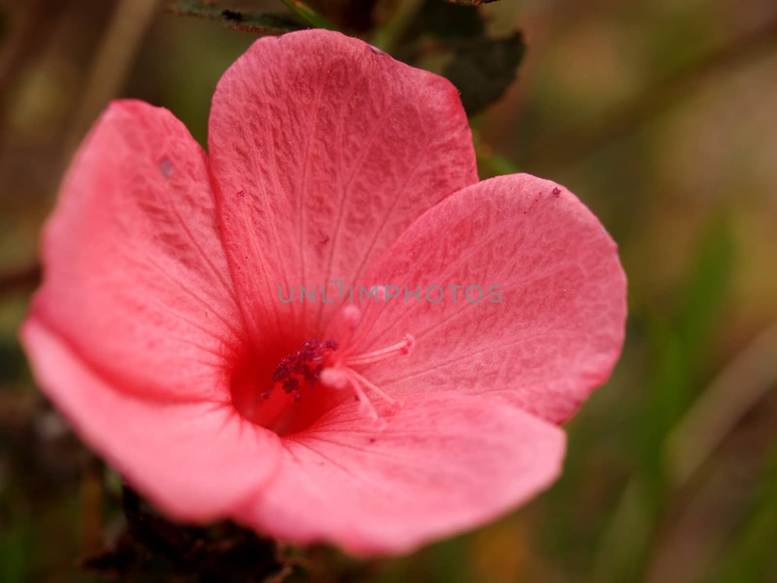 the Selection of Various Colorful  Flower in nature