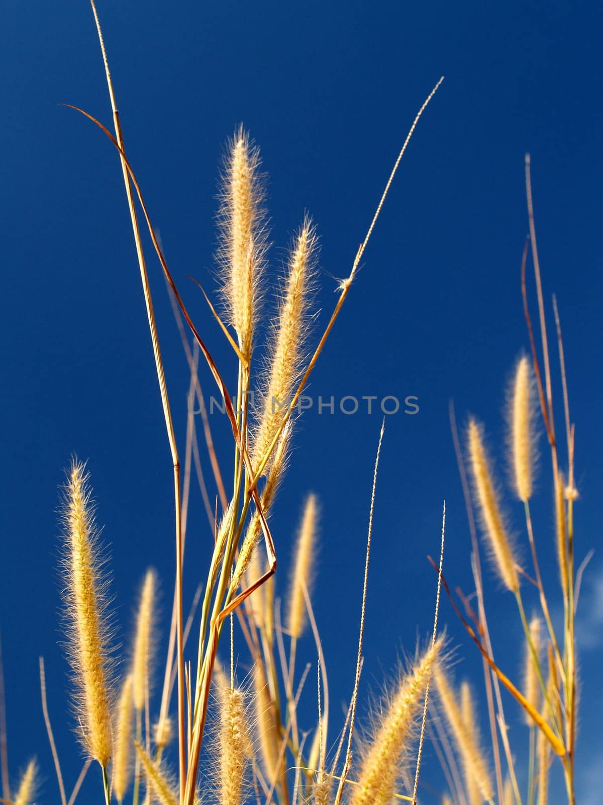 the Selection of Various Colorful  Flower in nature by kiddaikiddee