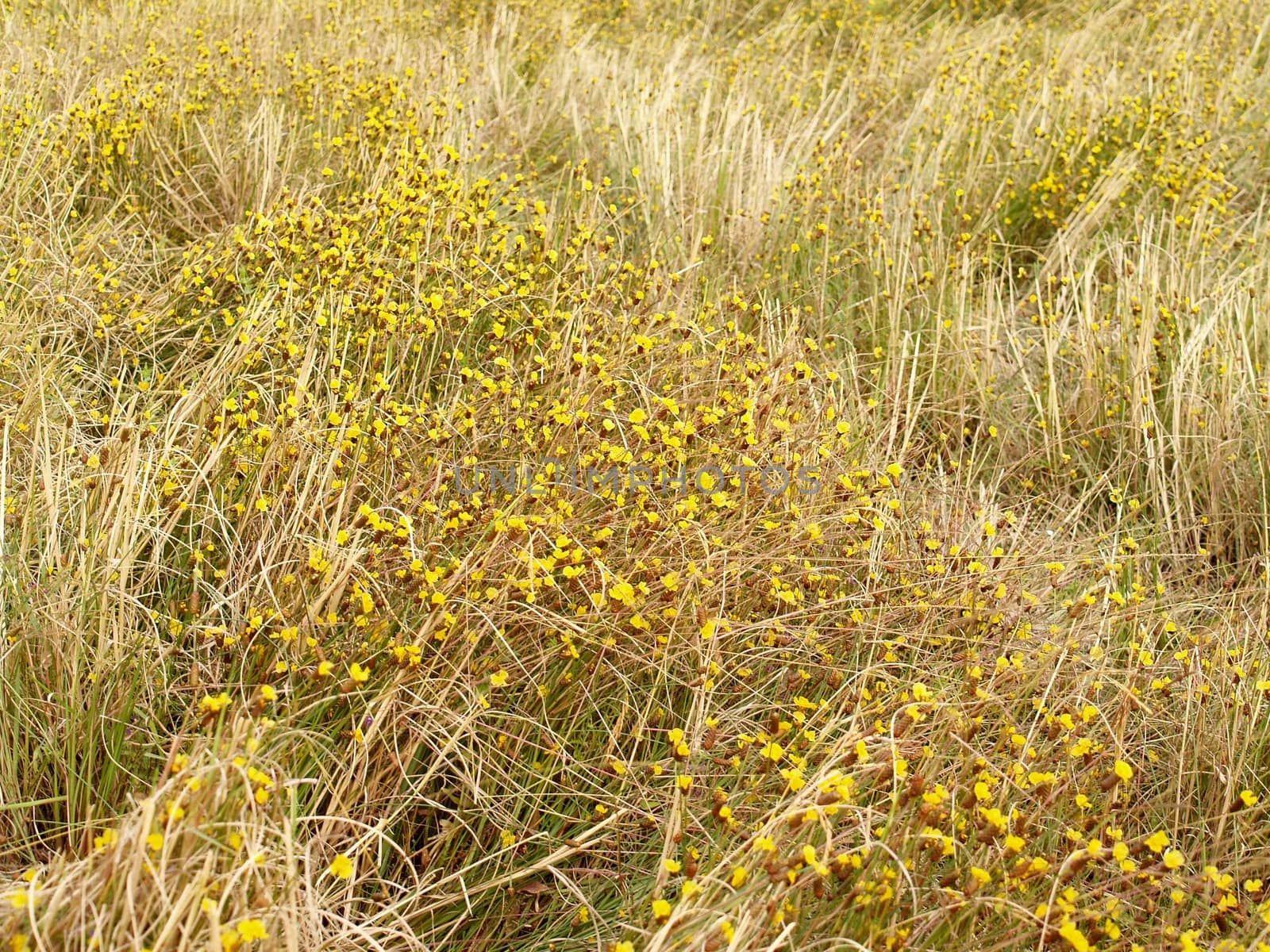 the Selection of Various Colorful  Flower in nature