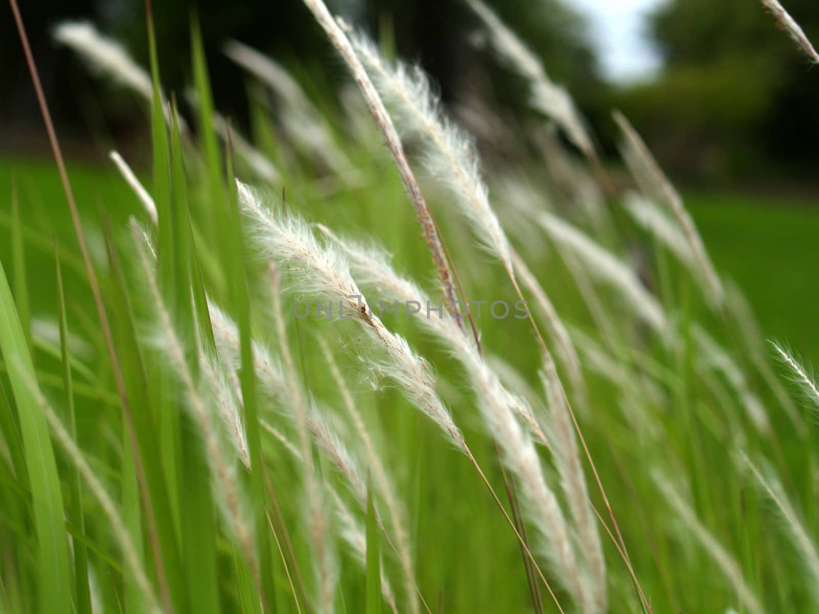 the Selection of Various Colorful  Flower in nature by kiddaikiddee