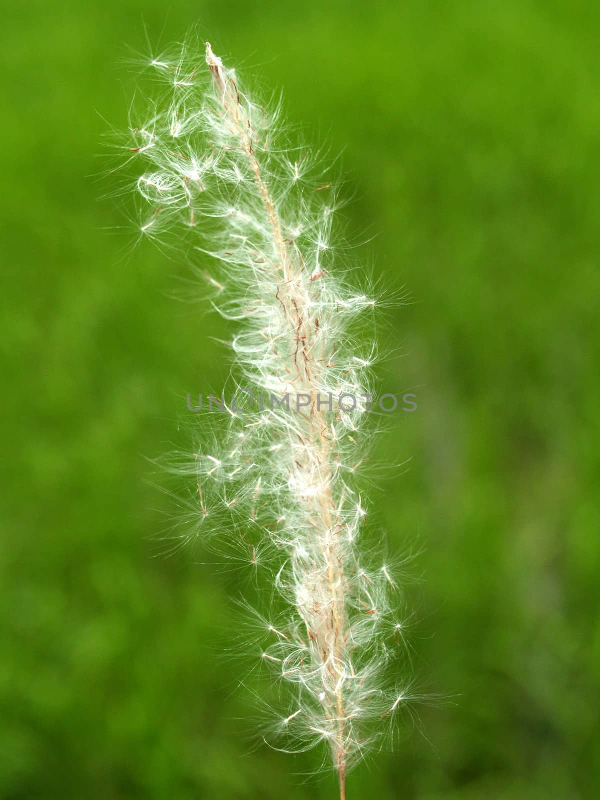 the Selection of Various Colorful  Flower in nature