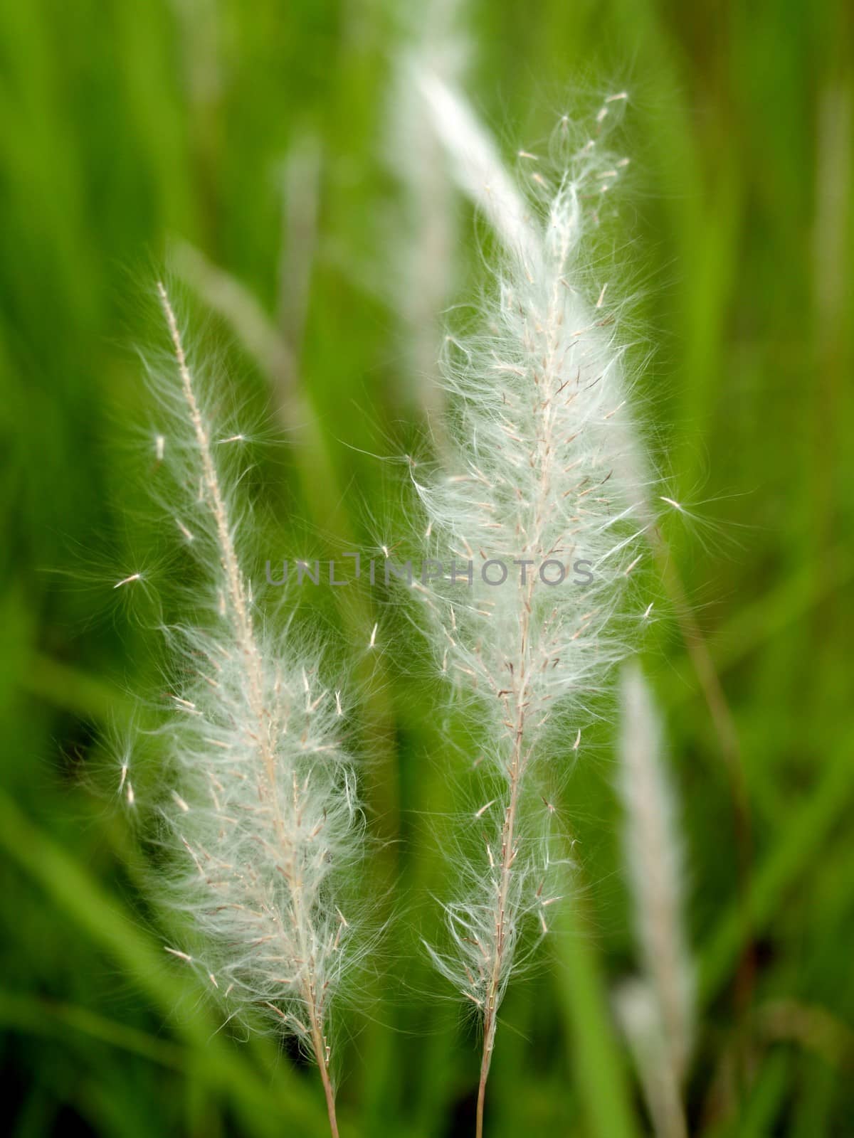 the Selection of Various Colorful  Flower in nature