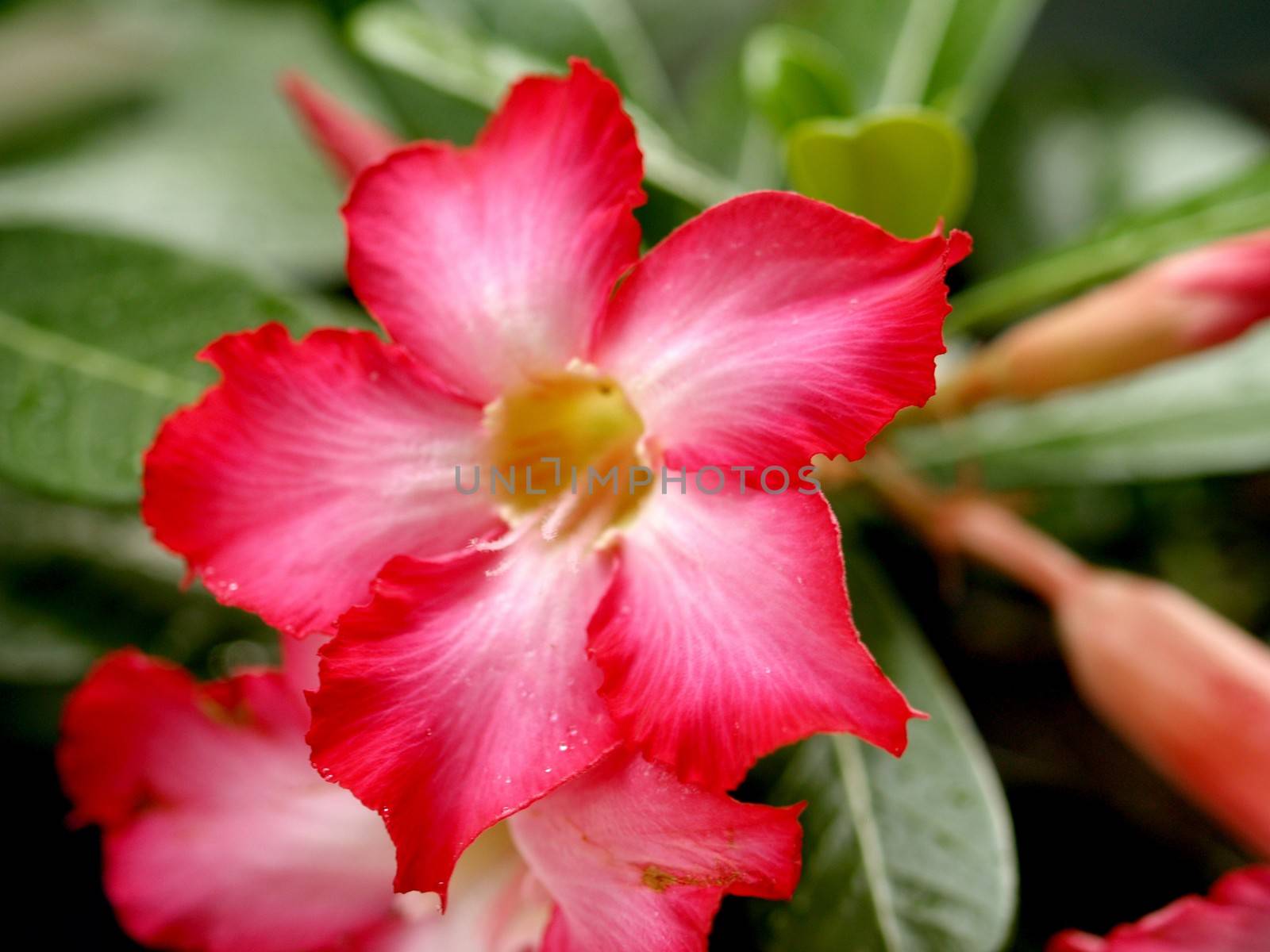 the Selection of Various Colorful  Flower in nature