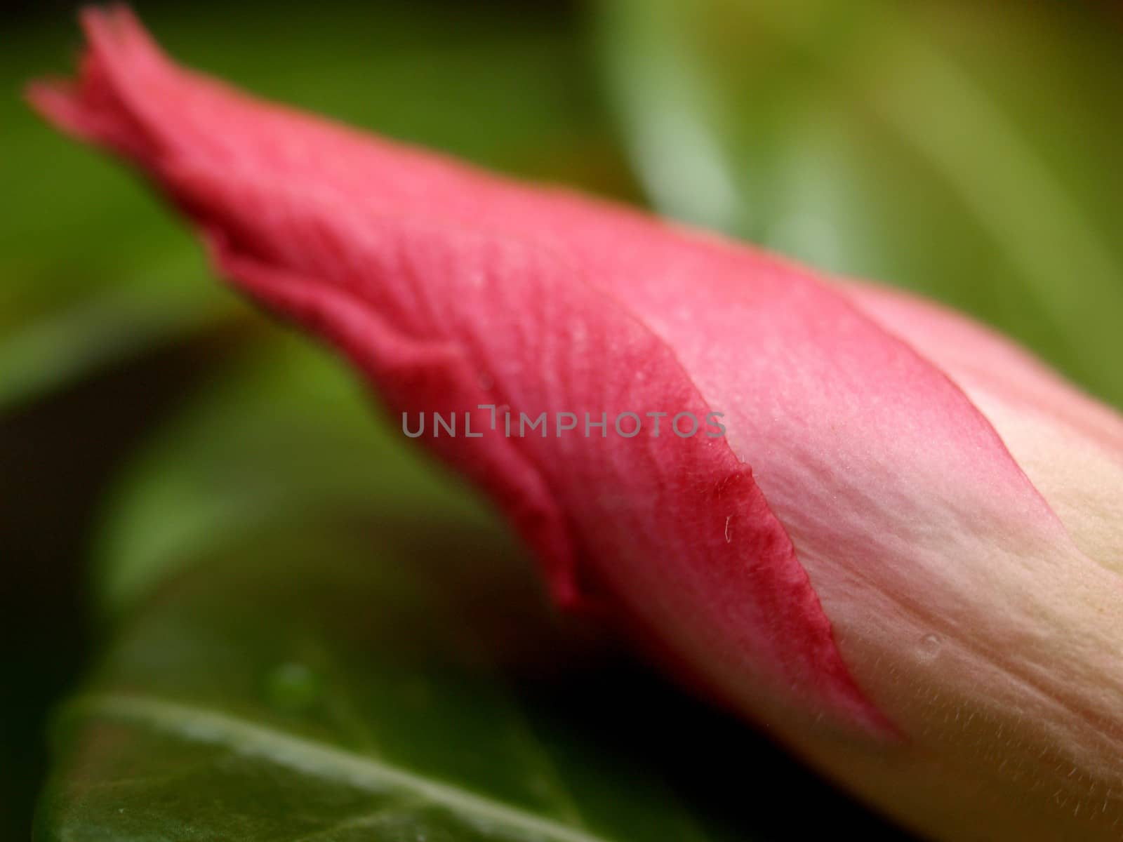 the Selection of Various Colorful  Flower in nature