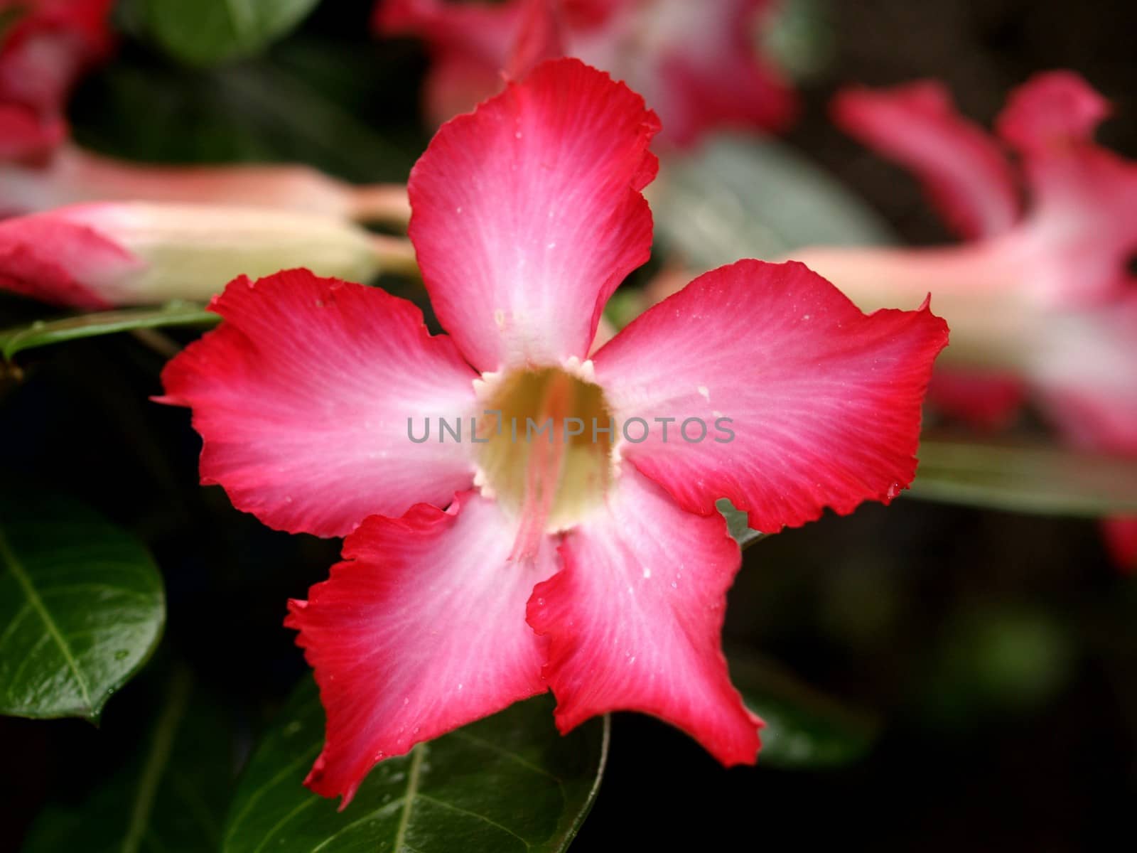 the Selection of Various Colorful  Flower in nature