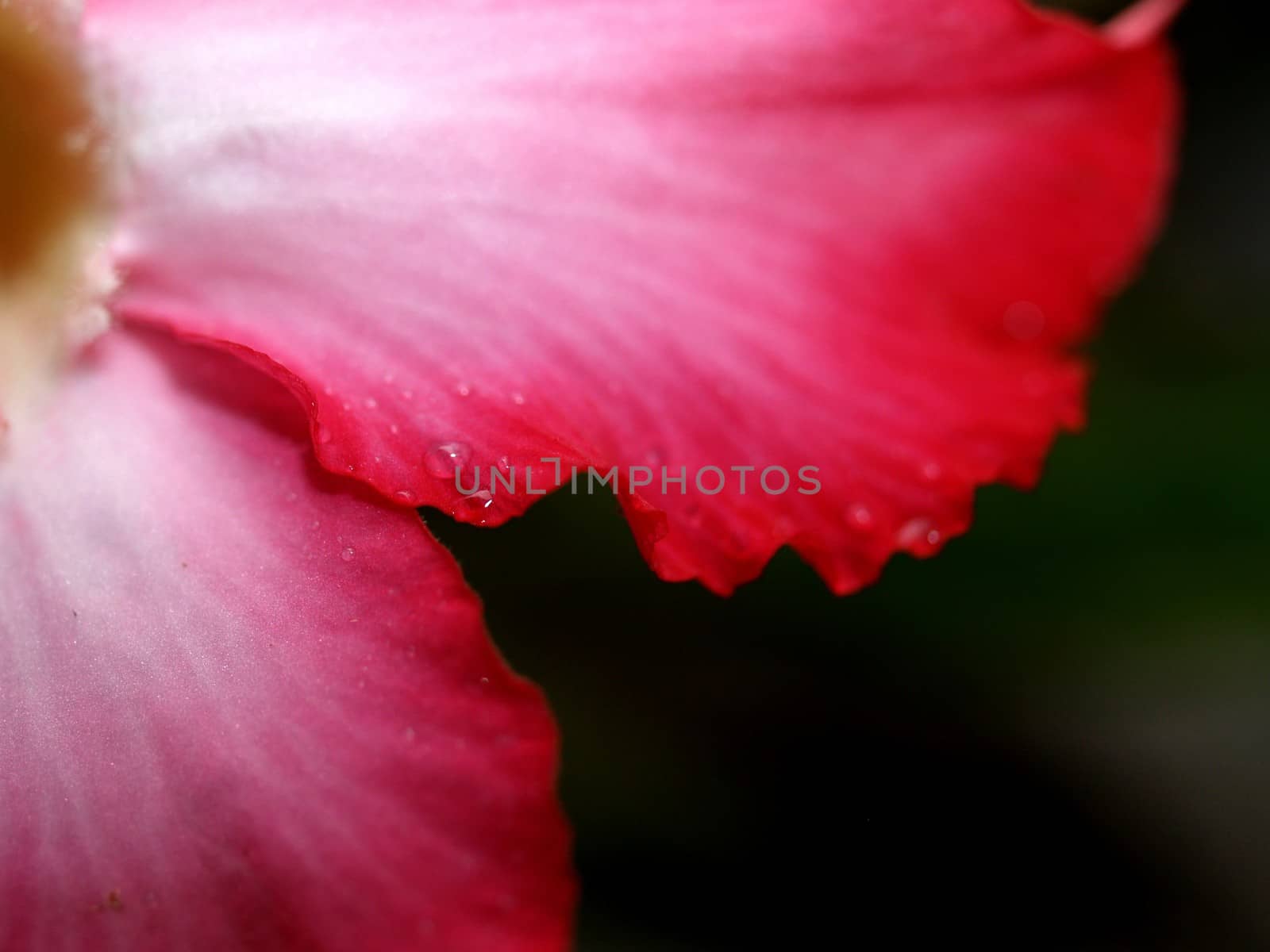 the Selection of Various Colorful  Flower in nature