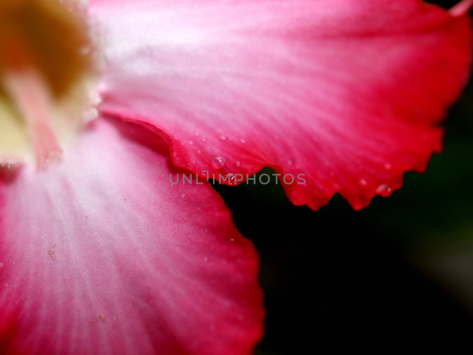 the Selection of Various Colorful  Flower in nature