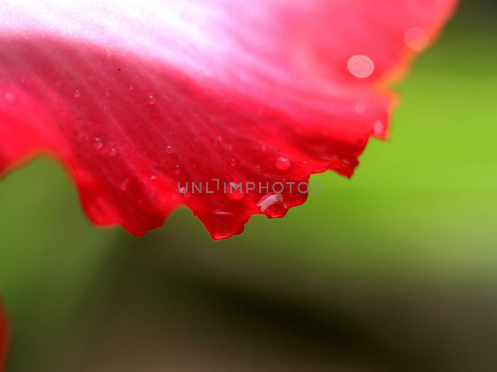 the Selection of Various Colorful  Flower in nature