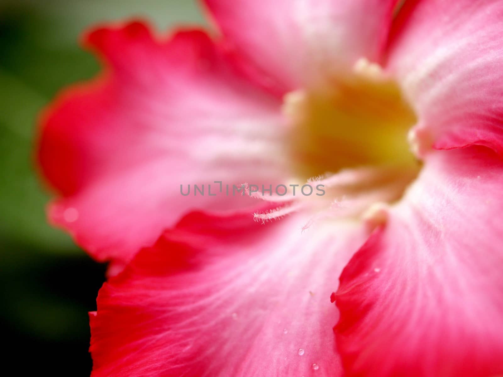 the Selection of Various Colorful  Flower in nature