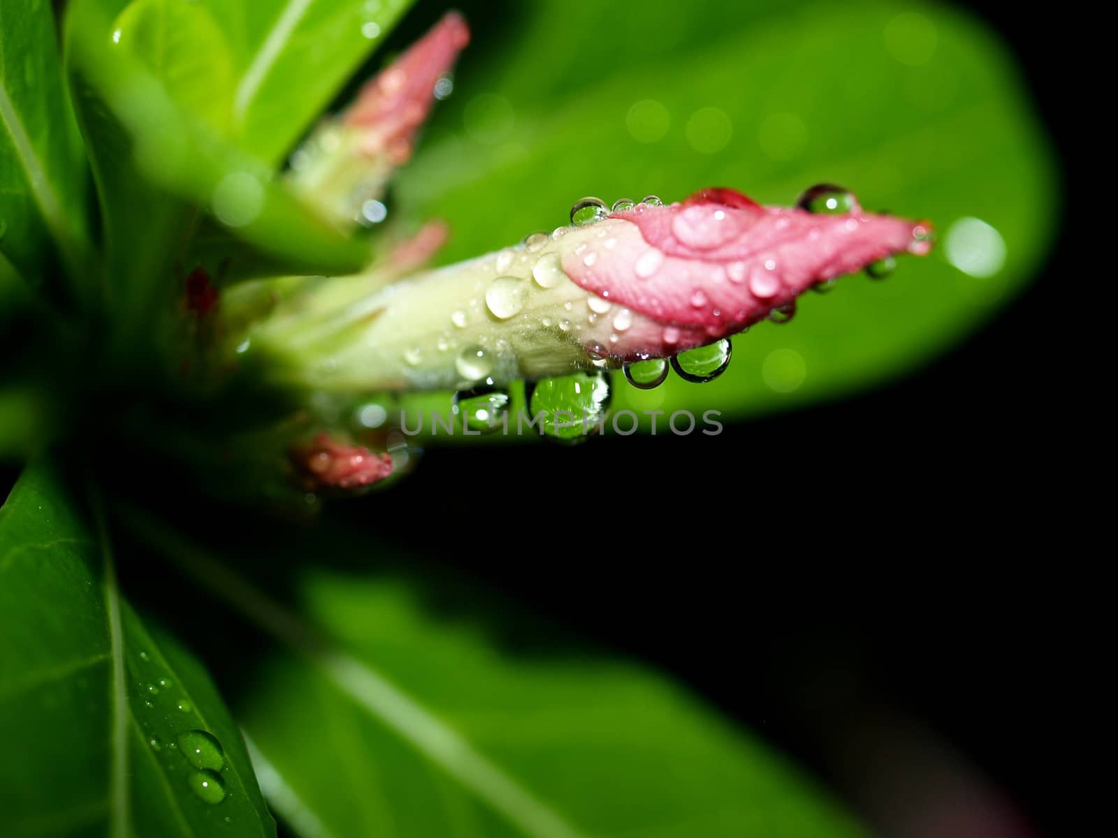 the Selection of Various Colorful  Flower in nature