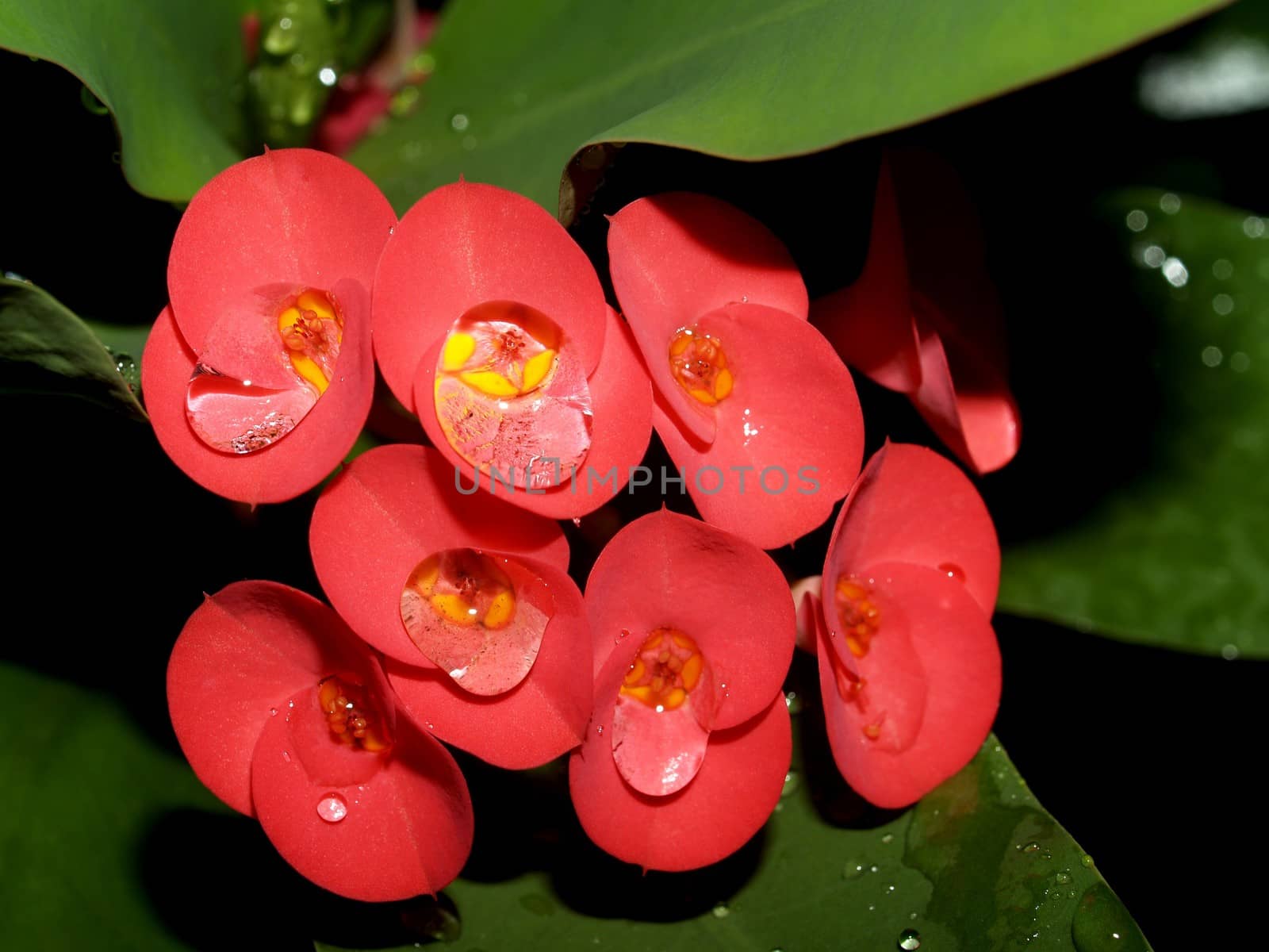 the Selection of Various Colorful  Flower in nature