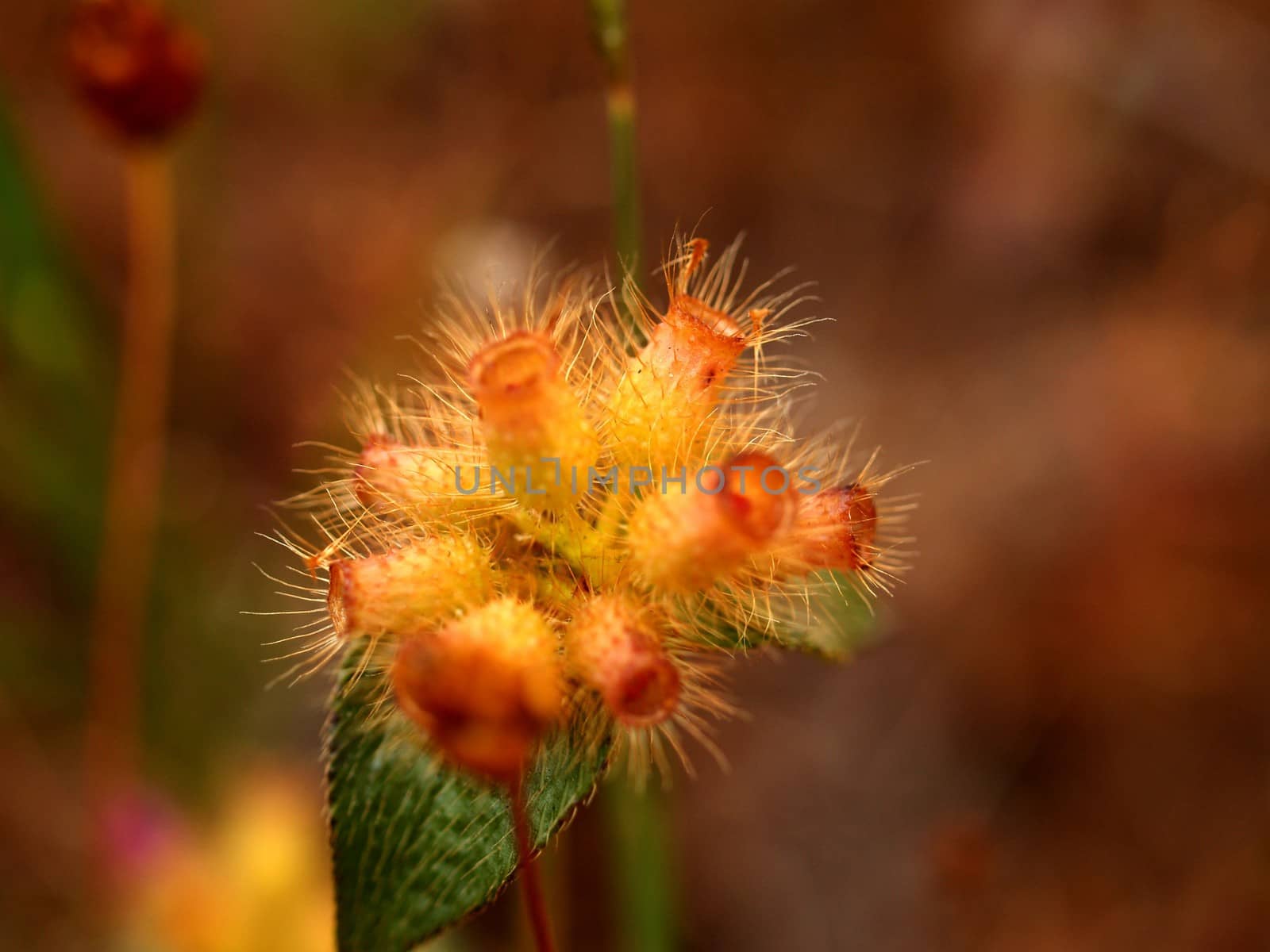 the Selection of Various Colorful  Flower in nature