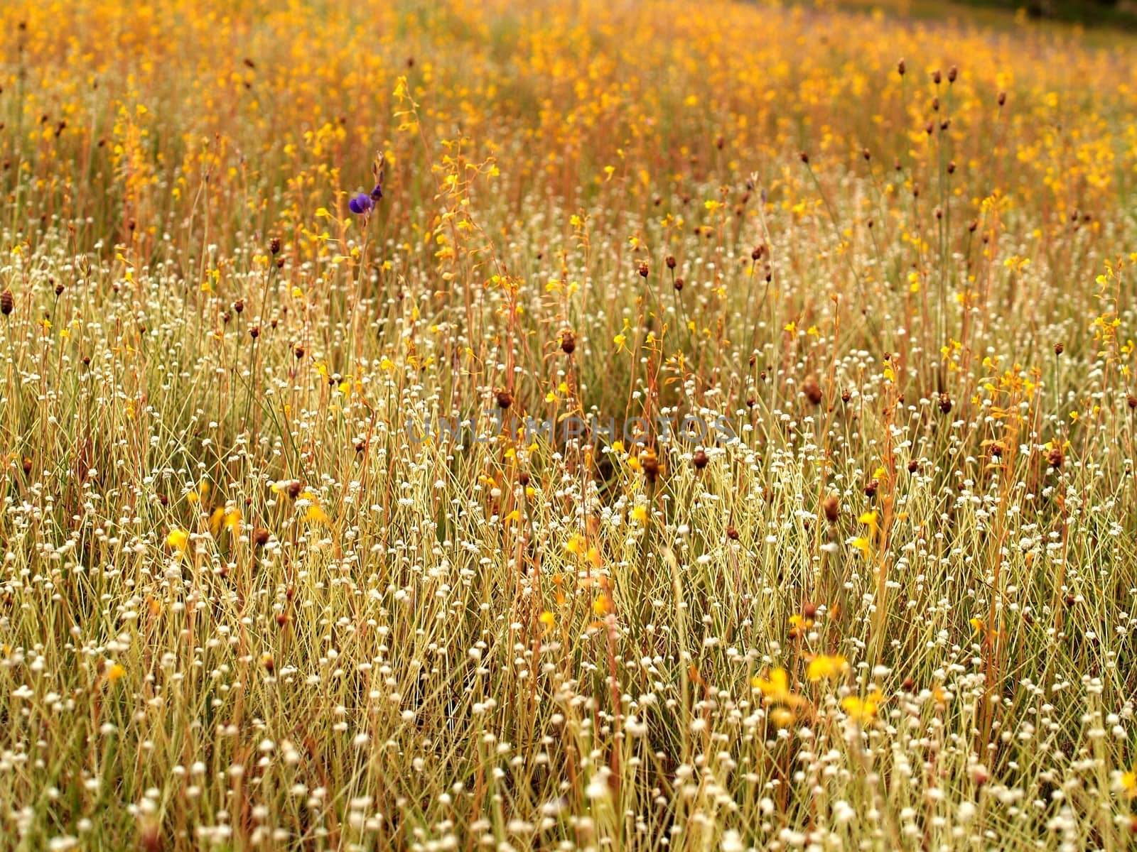 the Selection of Various Colorful  Flower in nature