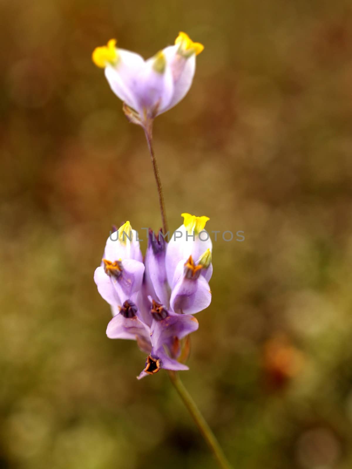 the Selection of Various Colorful  Flower in nature by kiddaikiddee