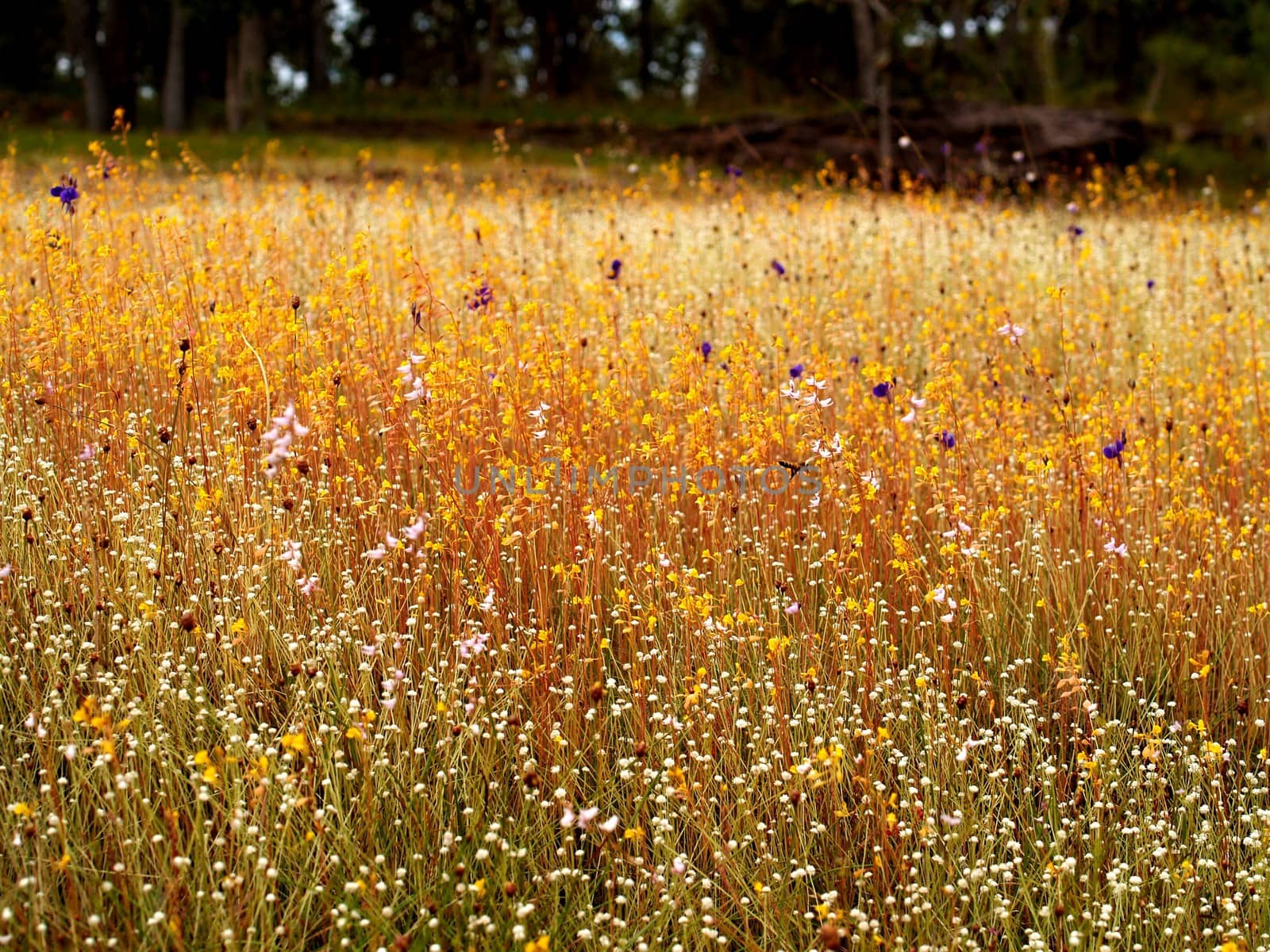 the Selection of Various Colorful  Flower in nature by kiddaikiddee