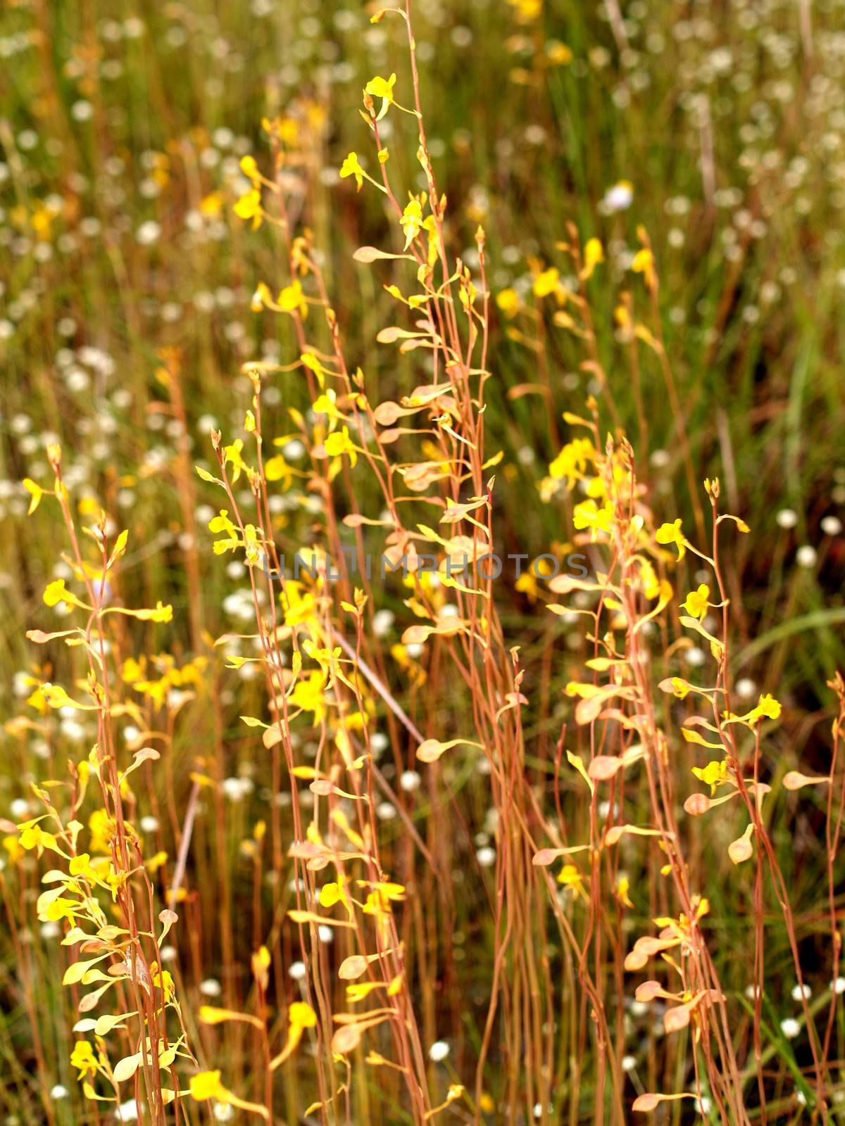 the Selection of Various Colorful  Flower in nature by kiddaikiddee