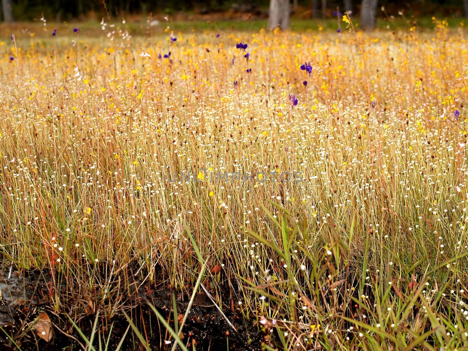 the Selection of Various Colorful  Flower in nature