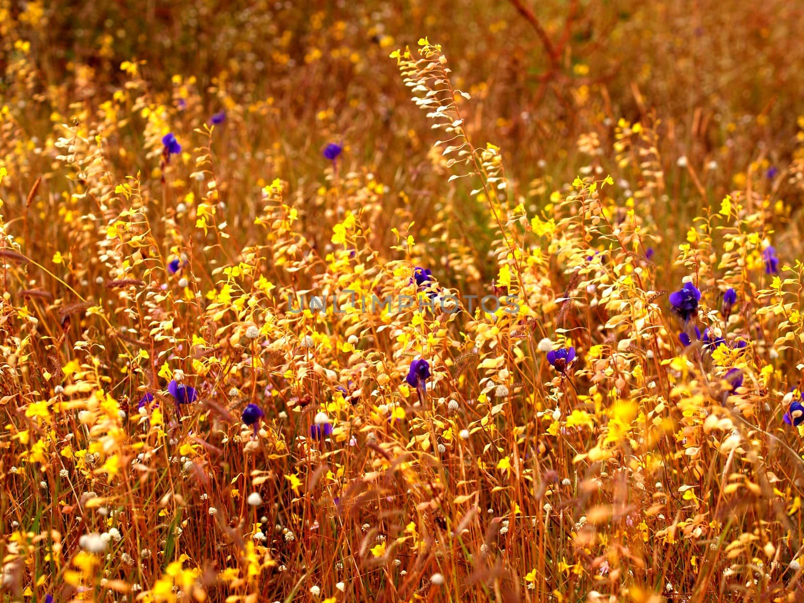 the Selection of Various Colorful  Flower in nature