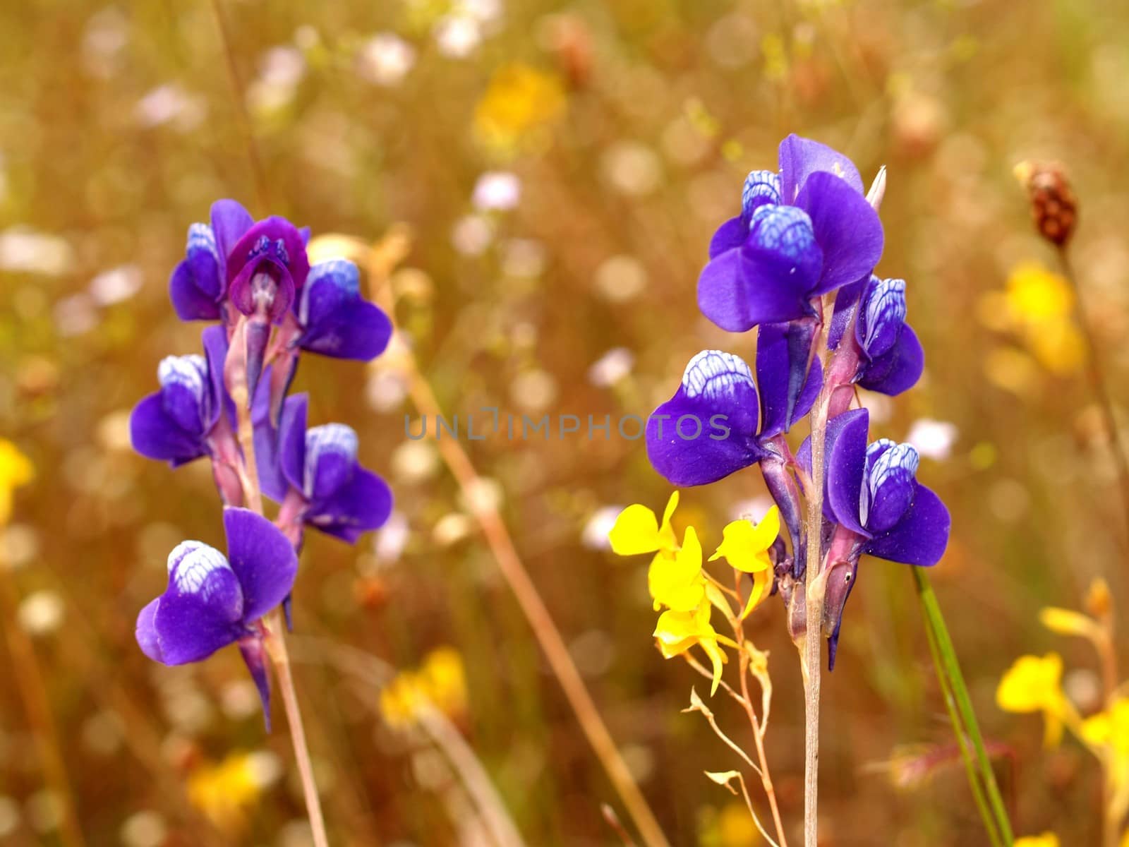 the Selection of Various Colorful  Flower in nature