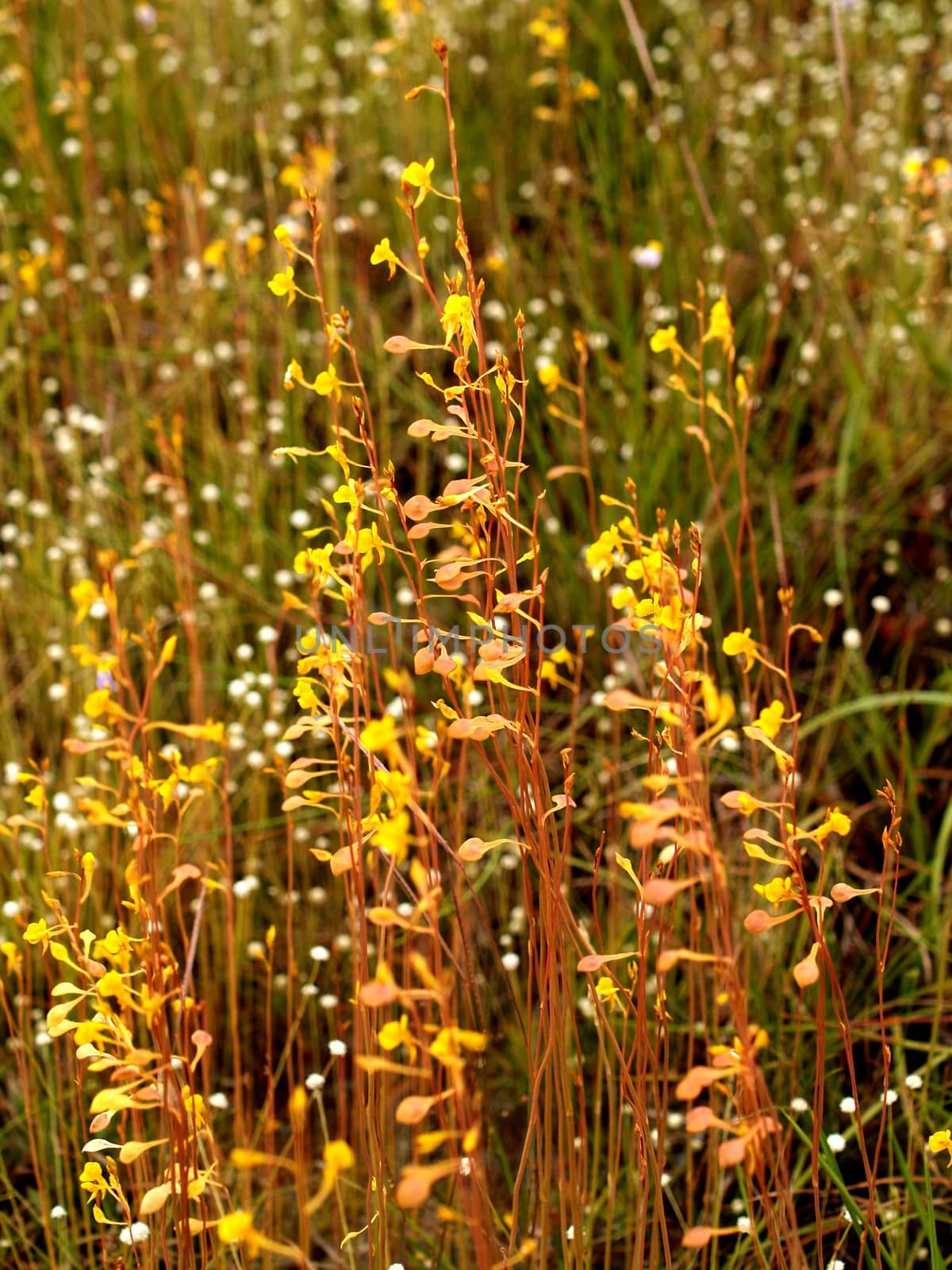 the Selection of Various Colorful  Flower in nature by kiddaikiddee